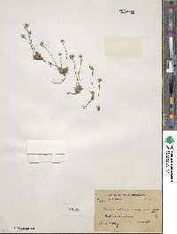 Draba altaica image