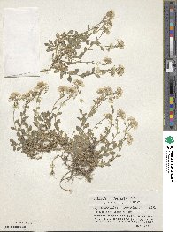 Draba borealis image