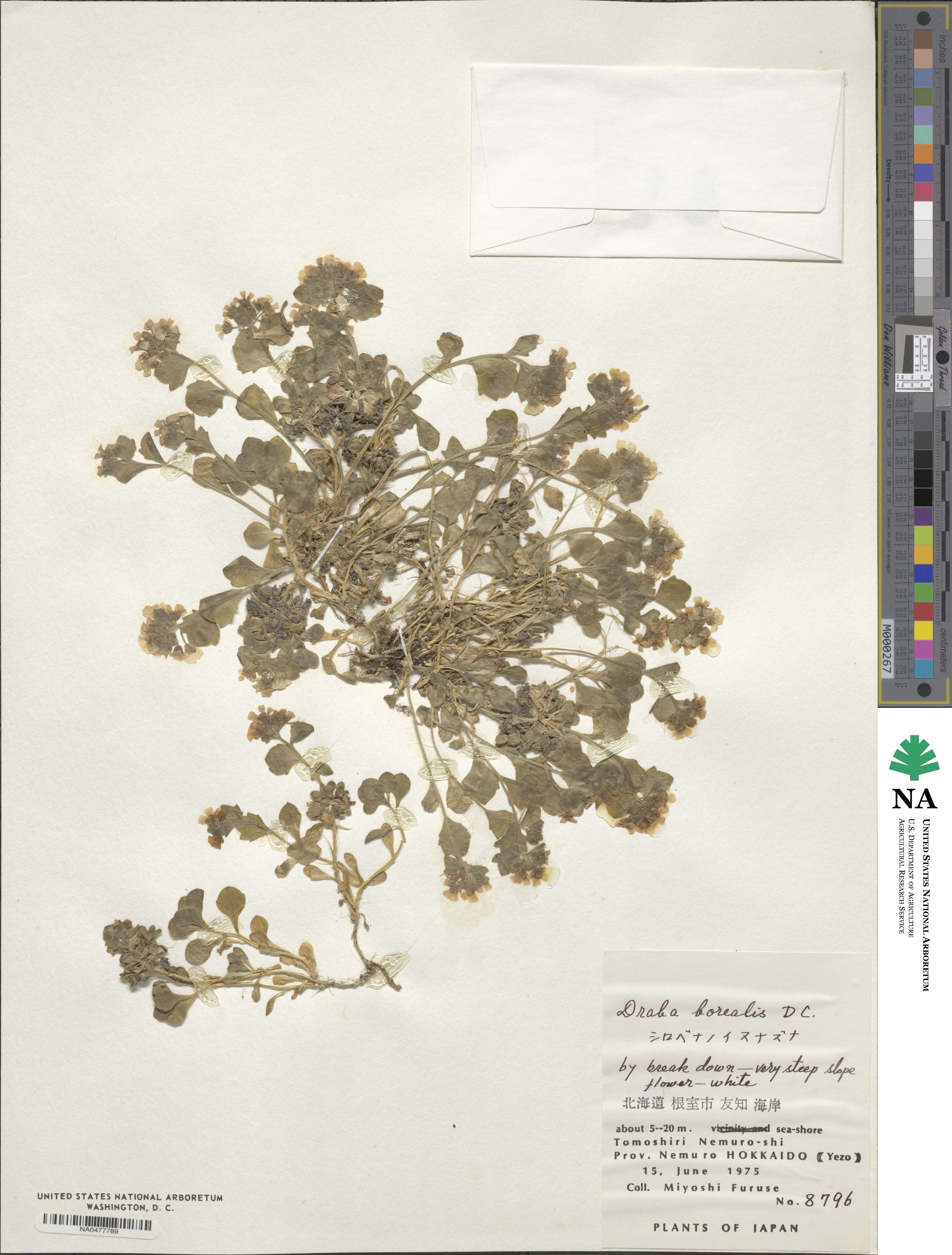 Draba borealis image