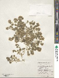 Draba borealis image