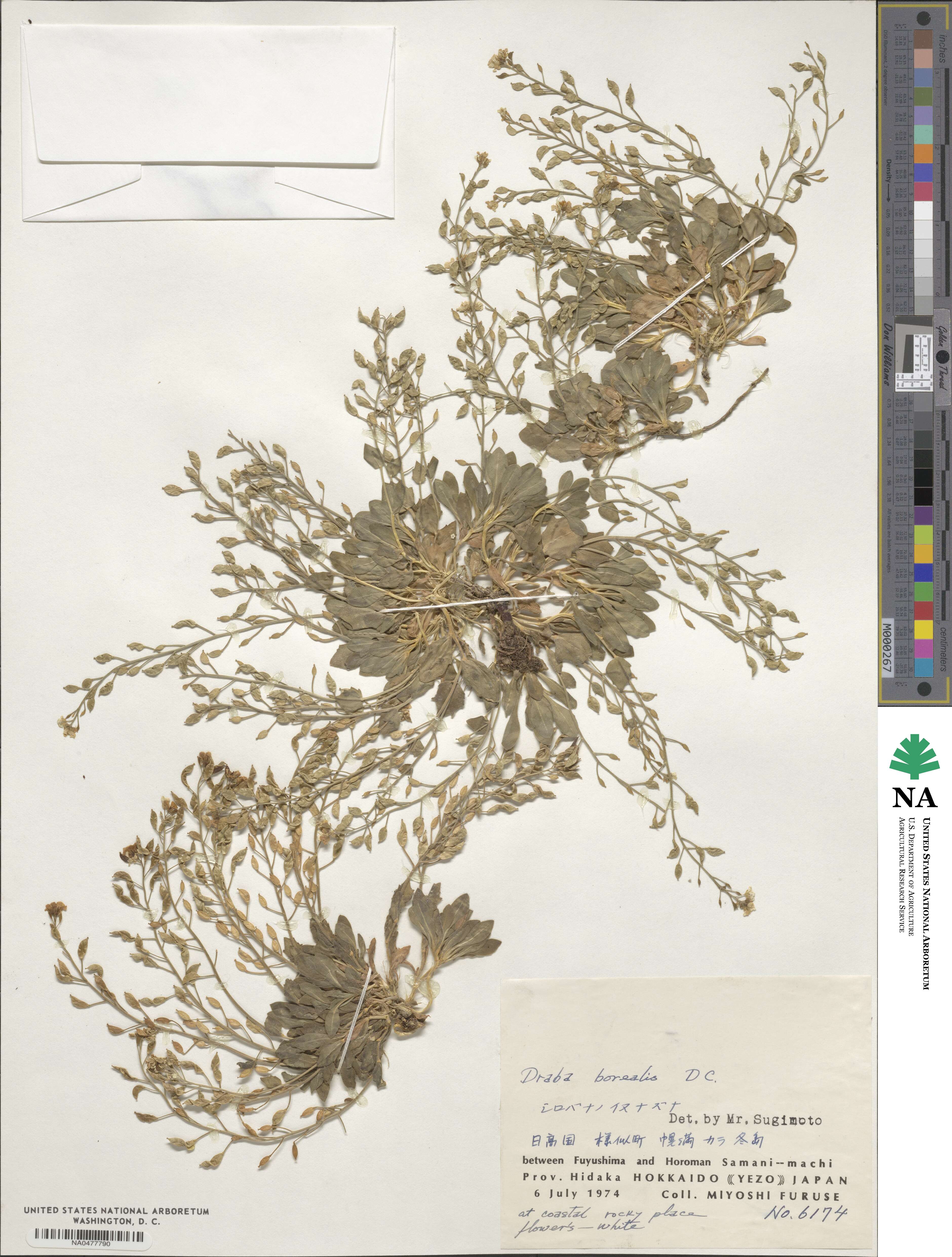 Draba borealis image