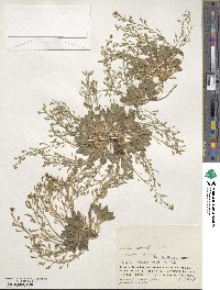 Draba borealis image