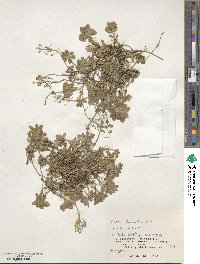 Draba borealis image
