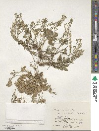 Draba borealis image