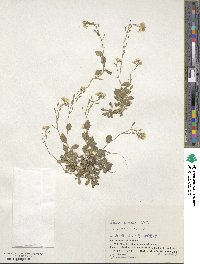 Draba borealis image