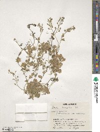Draba borealis image