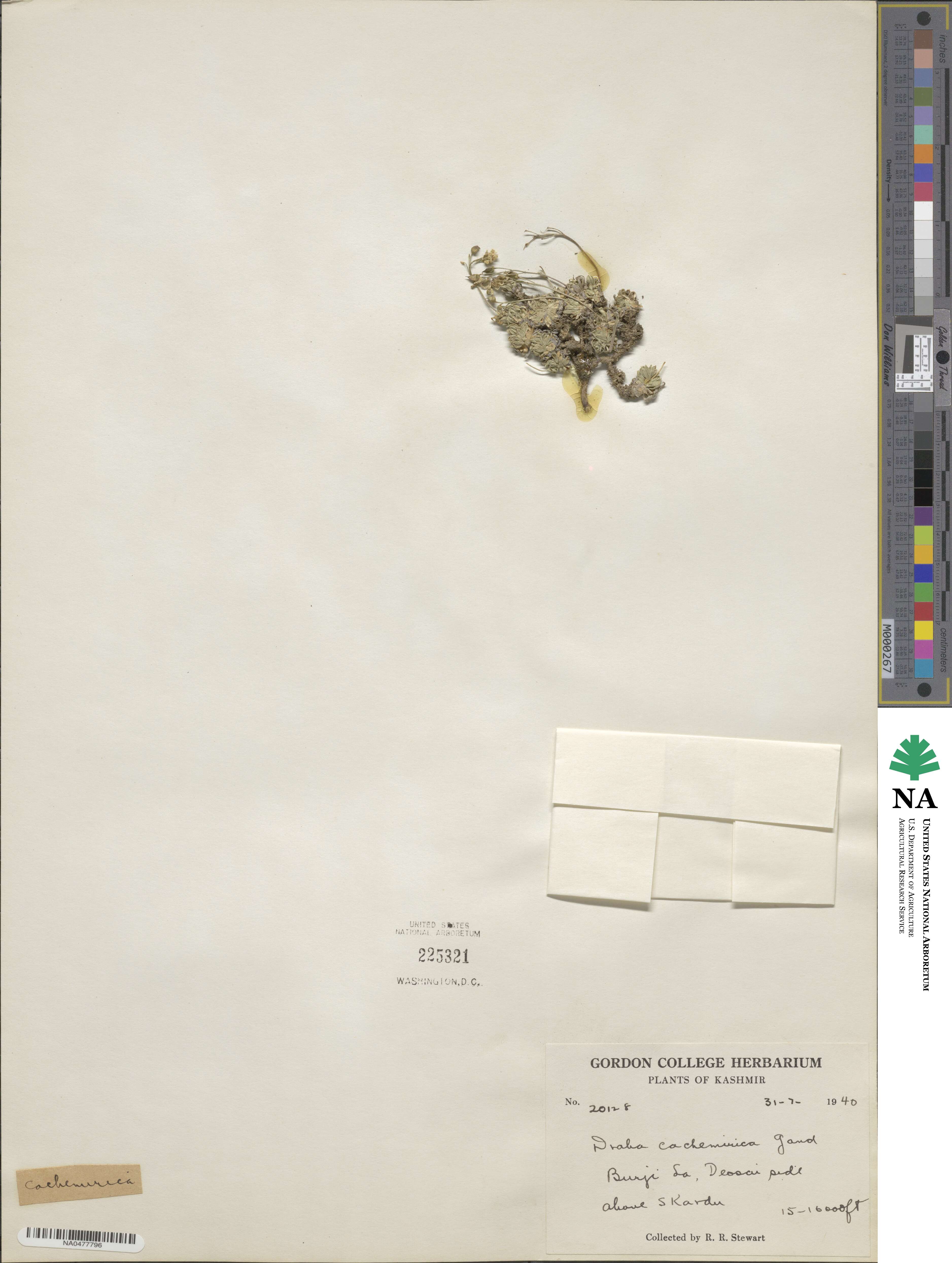 Draba cachemirica image