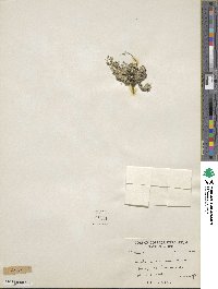 Image of Draba cachemirica