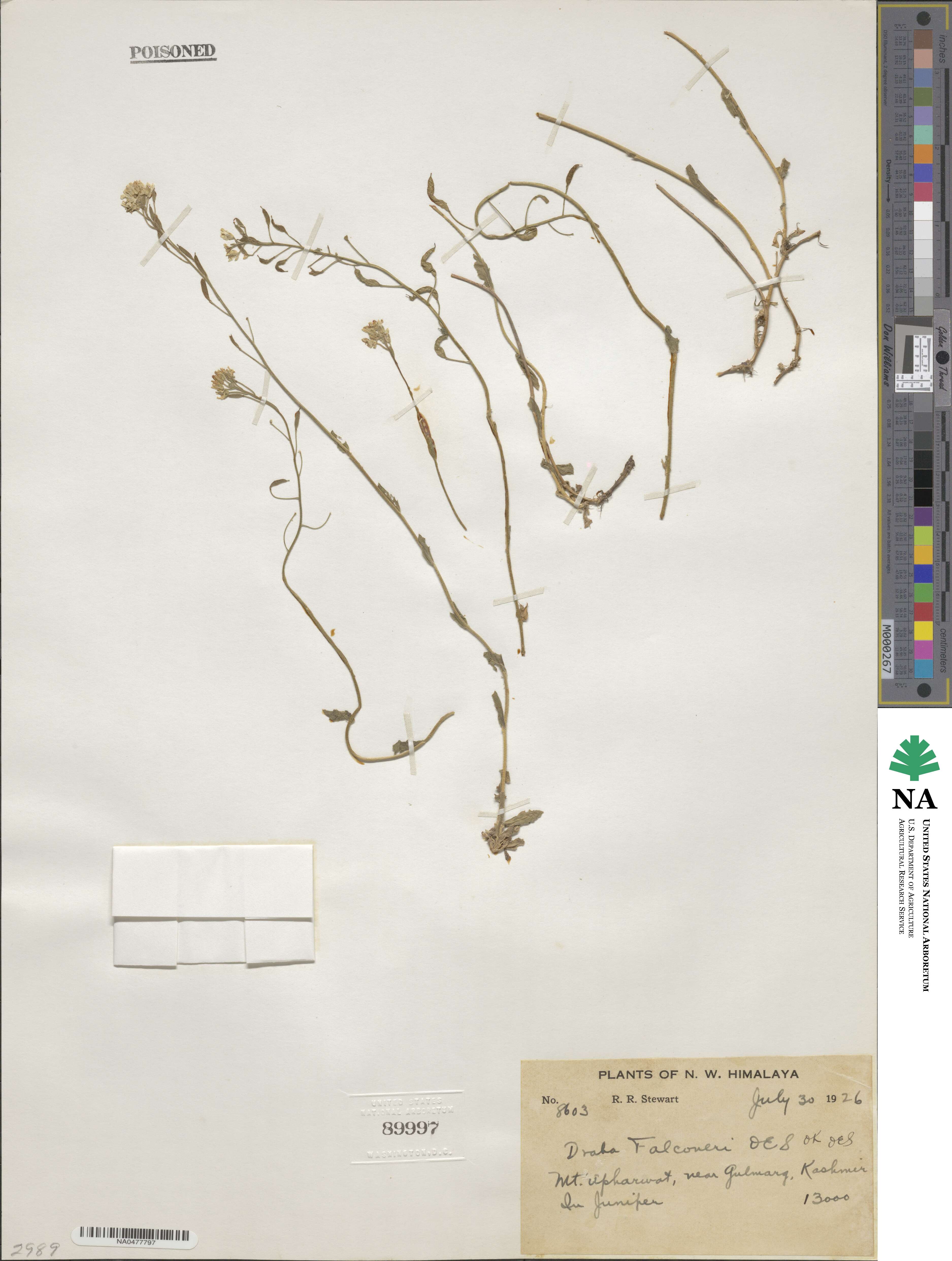 Draba falconeri image