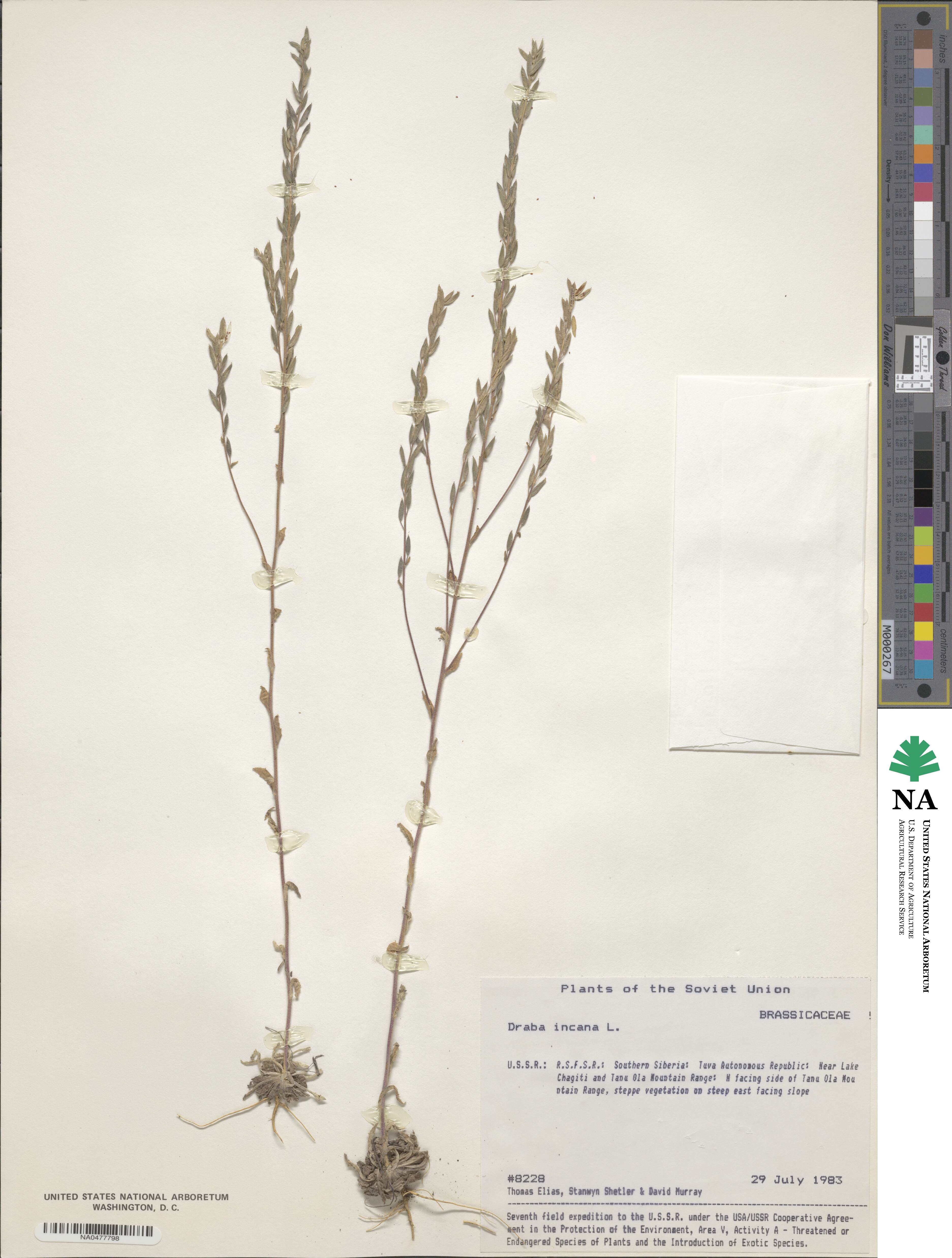 Draba incana image
