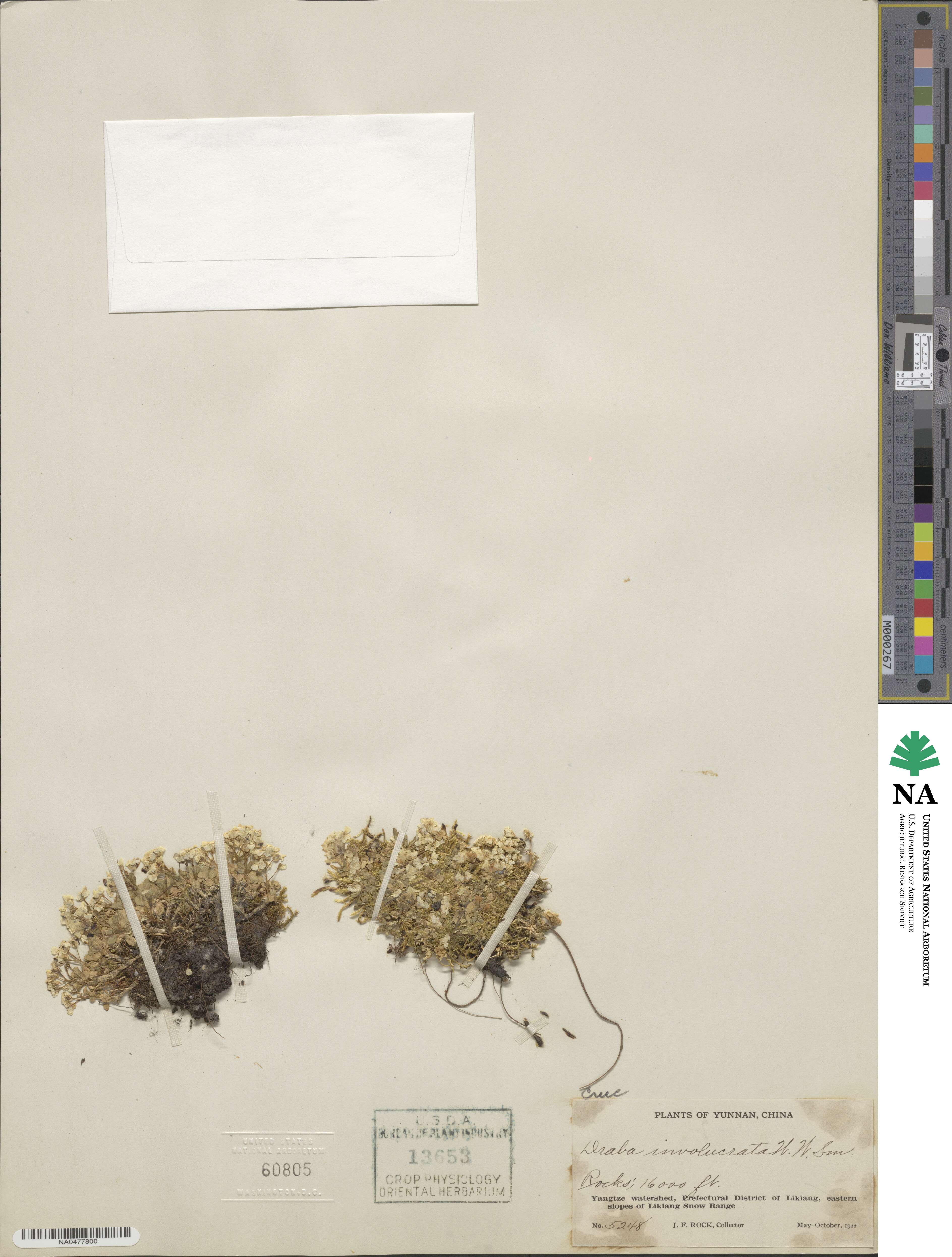 Draba involucrata image
