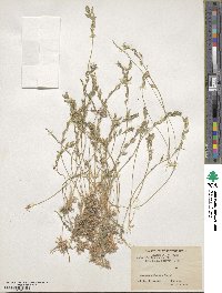Draba lanceolata image