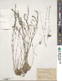 Draba lanceolata image
