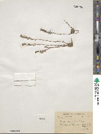 Draba lanceolata image