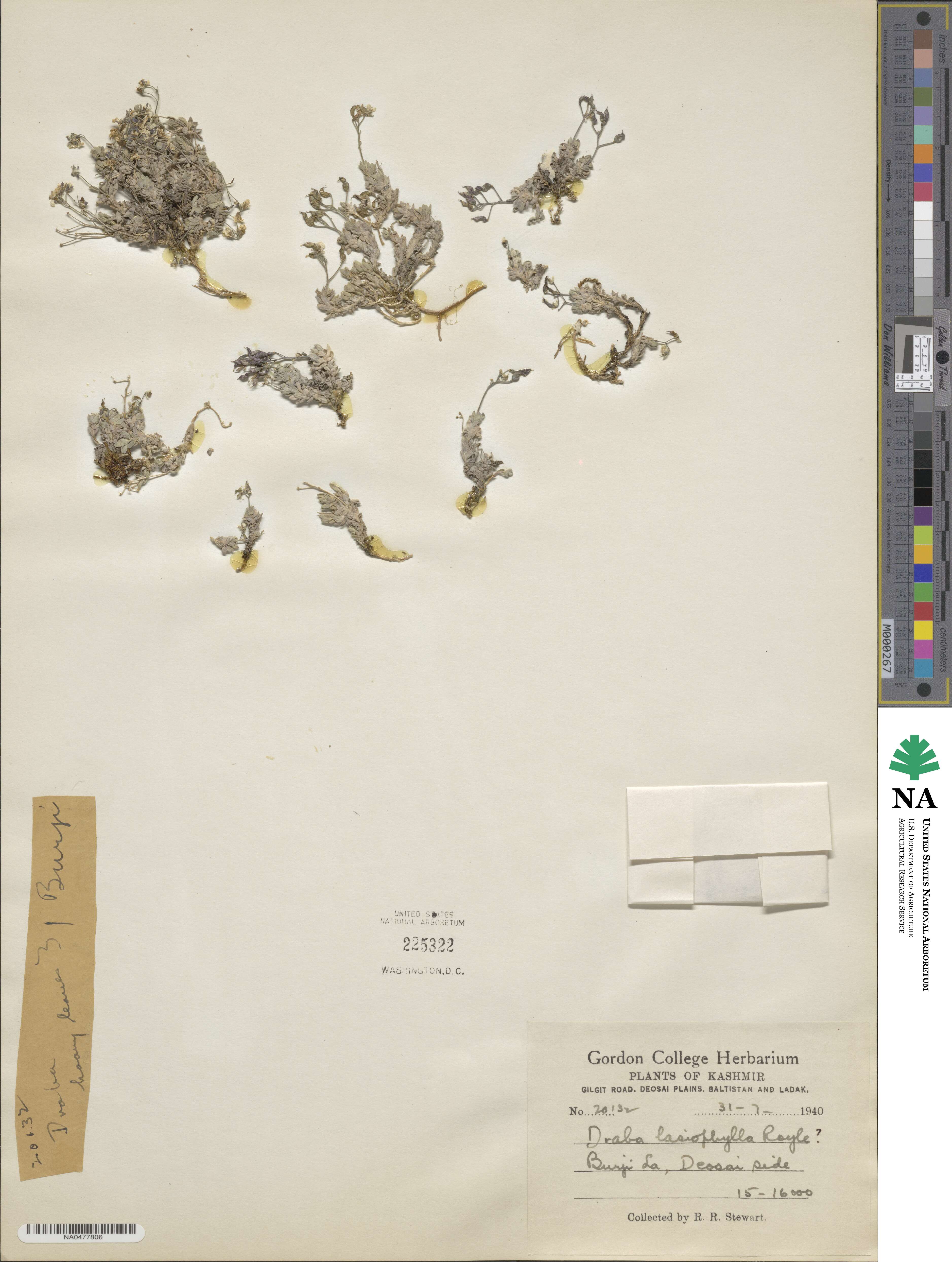 Draba lasiophylla image