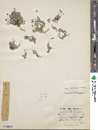 Image of Draba lasiophylla