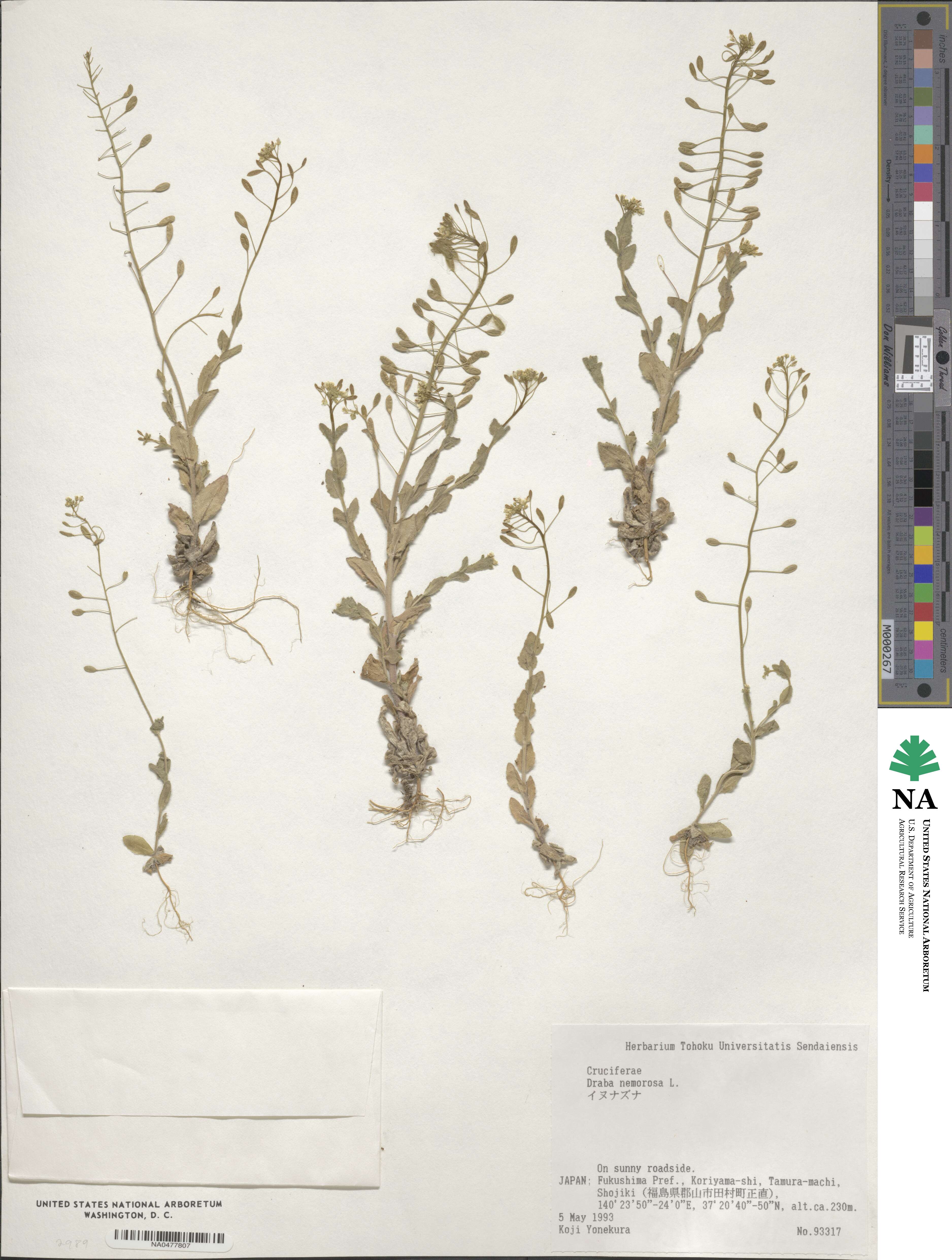 Draba nemorosa image