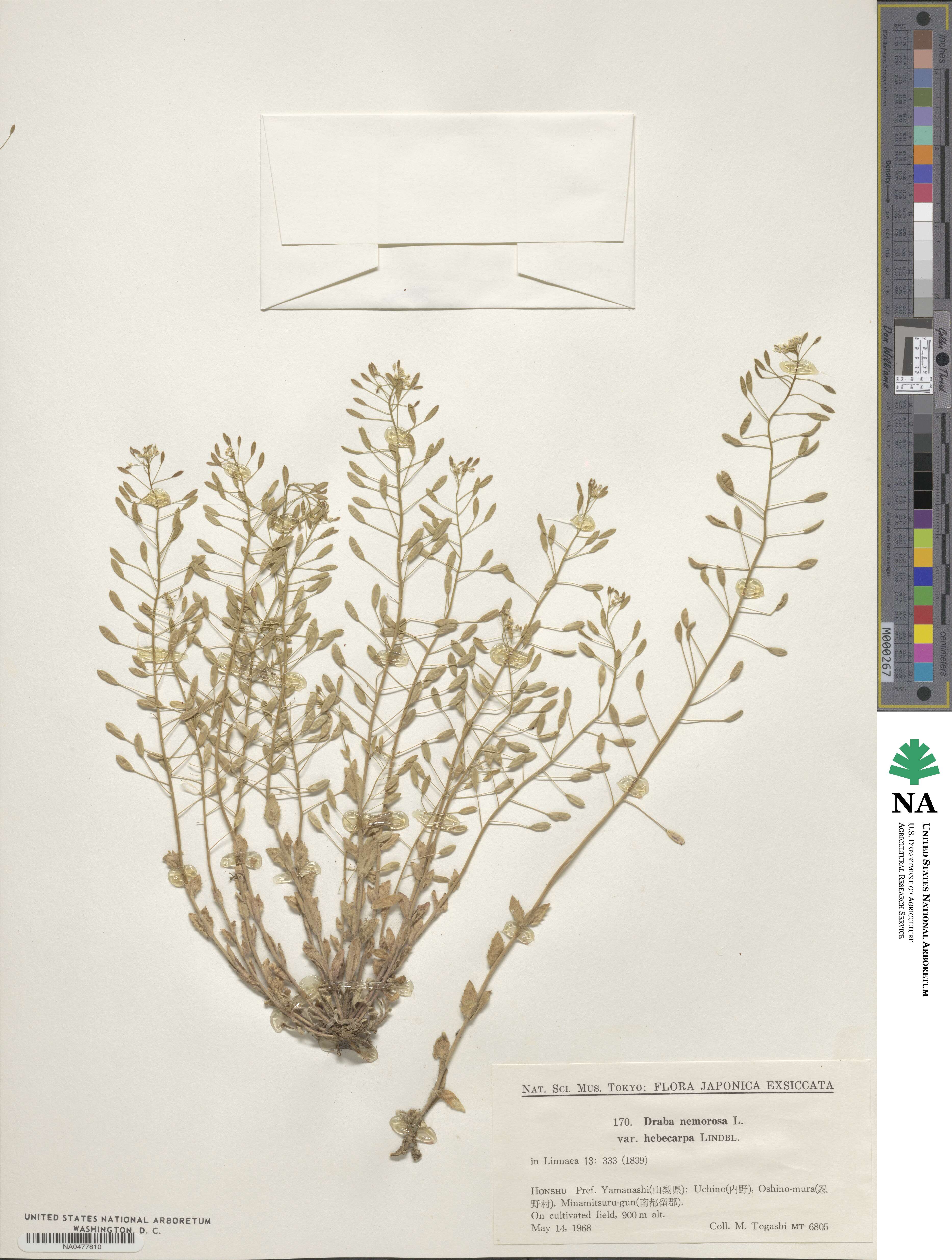 Draba nemorosa image