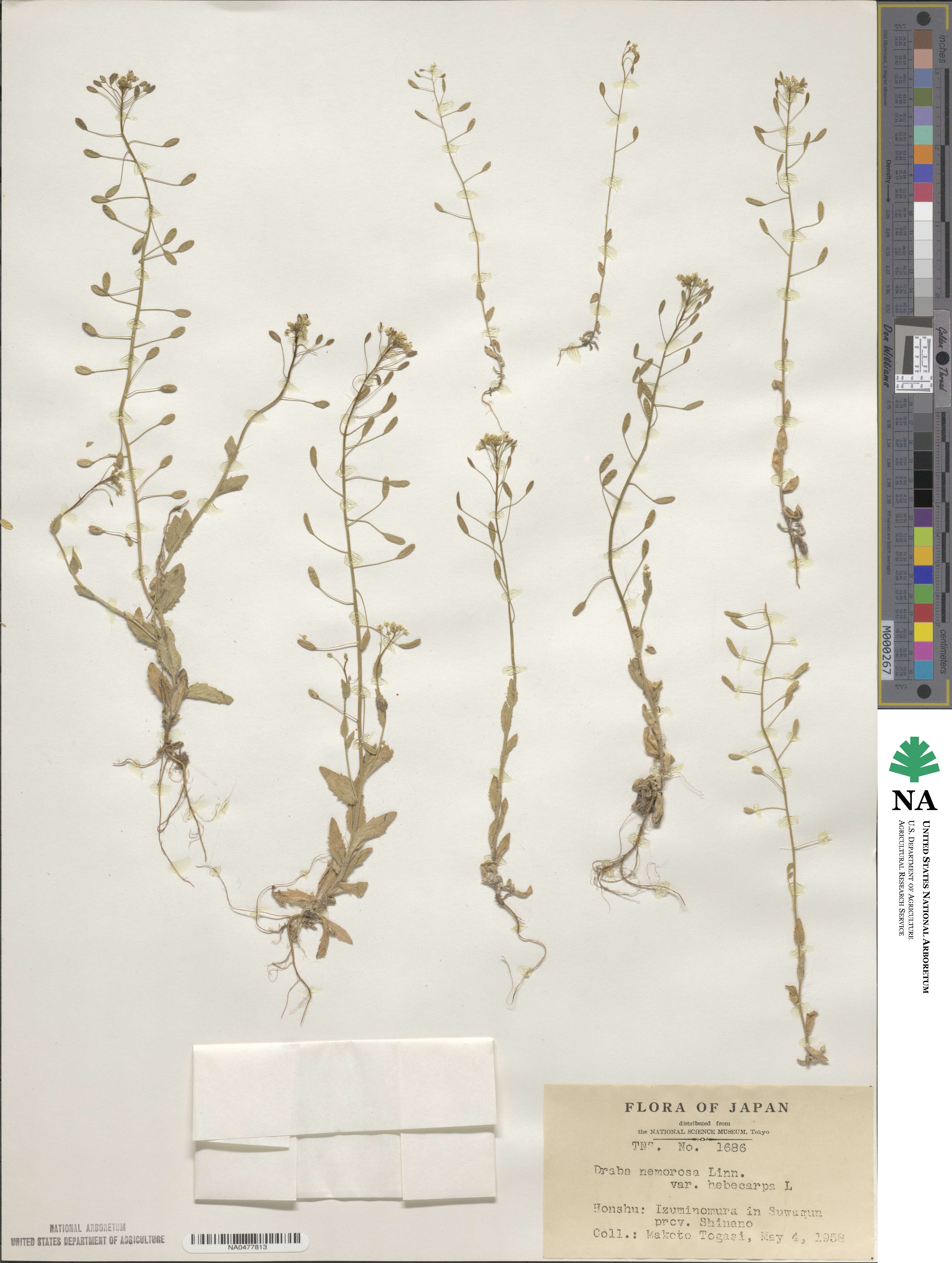 Draba nemorosa image