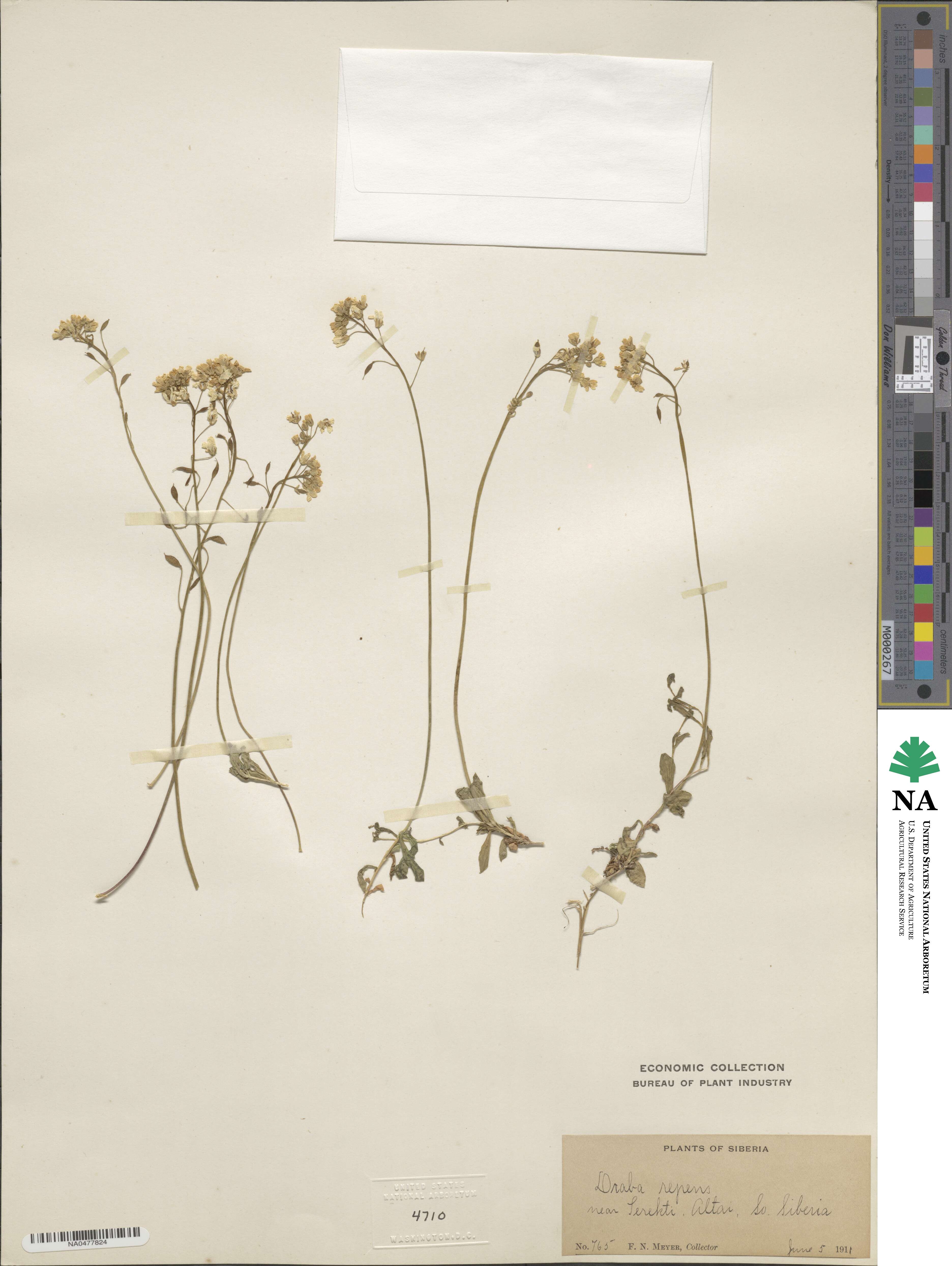 Draba sibirica image