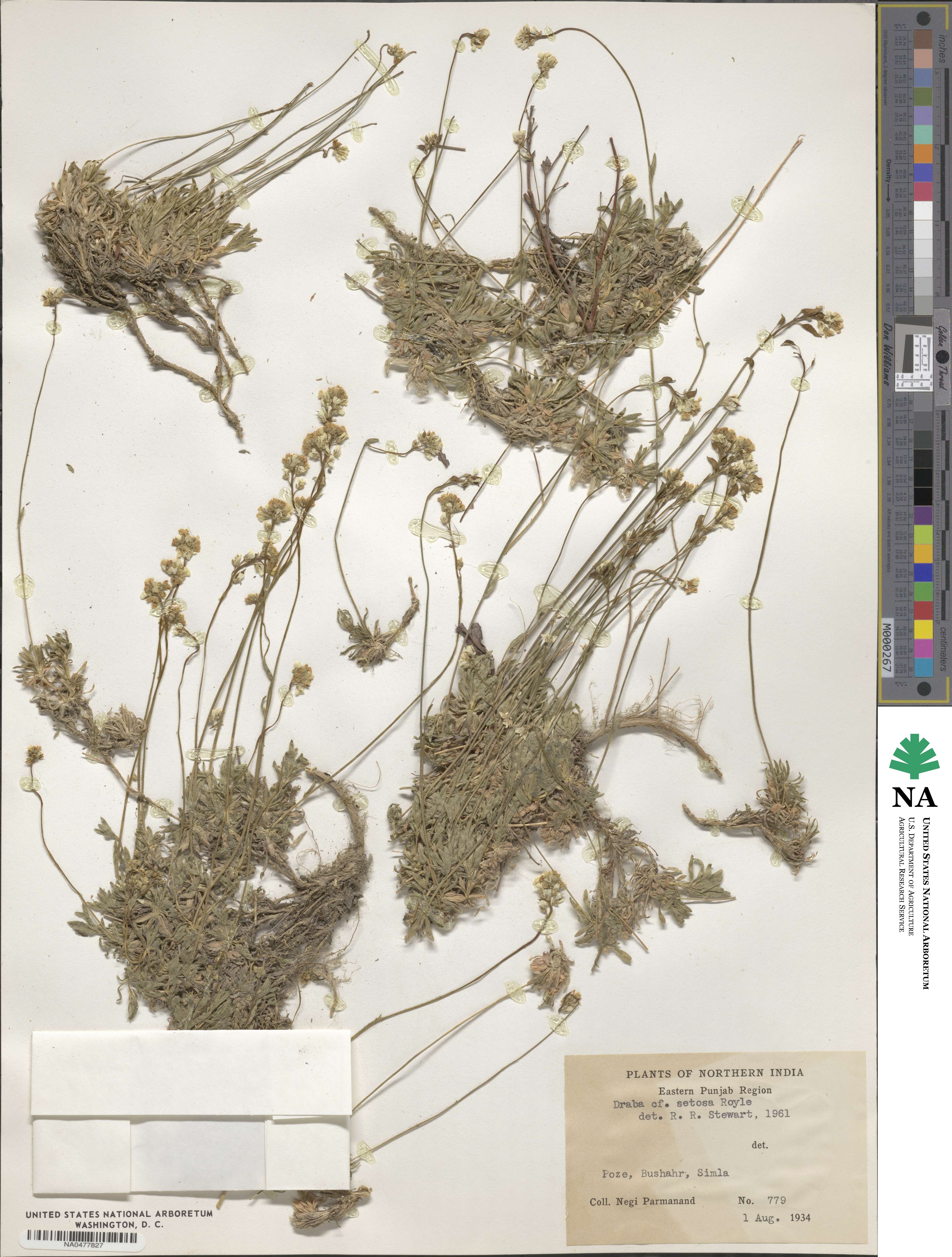 Draba setosa image