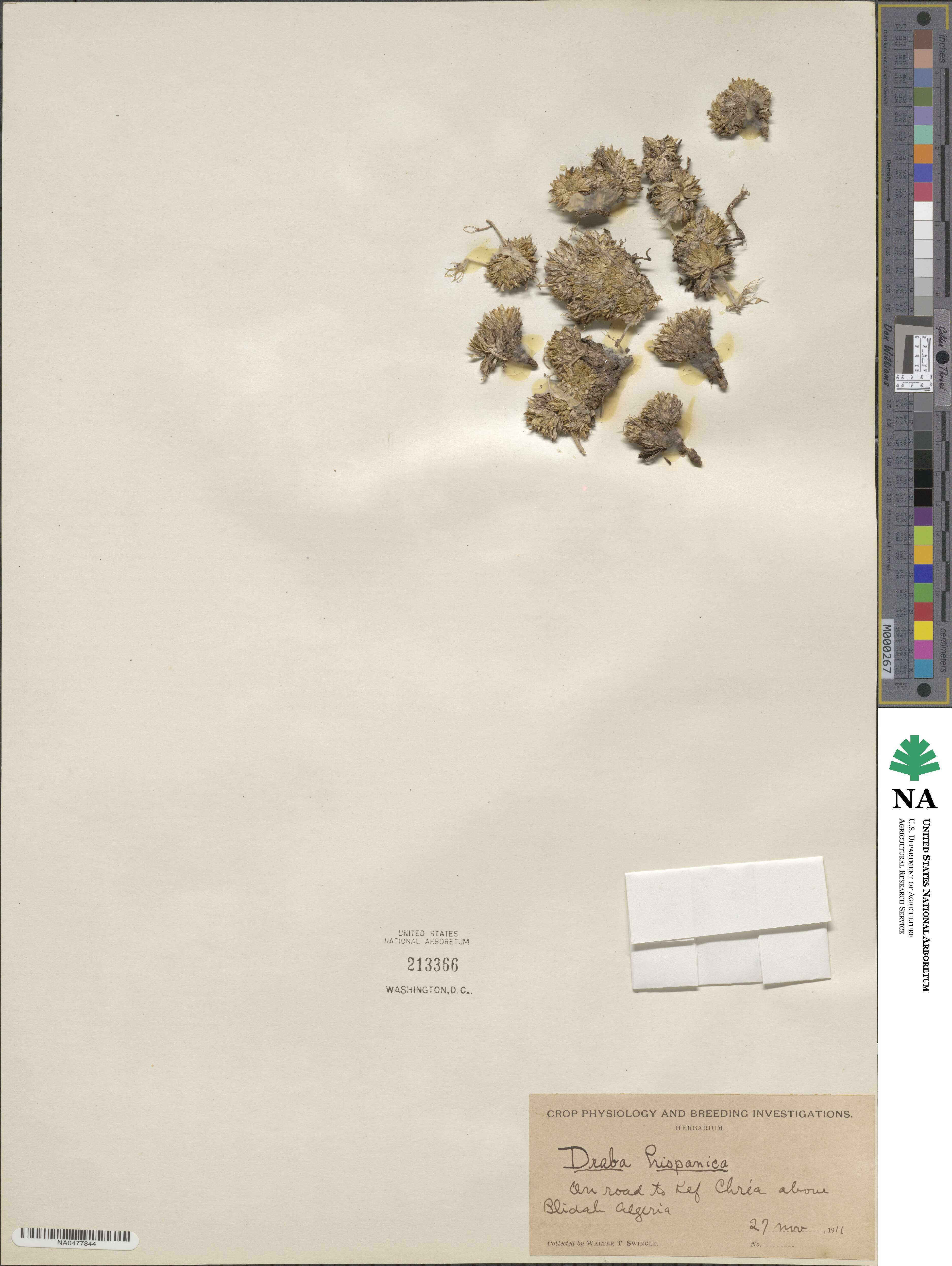 Draba hispanica image