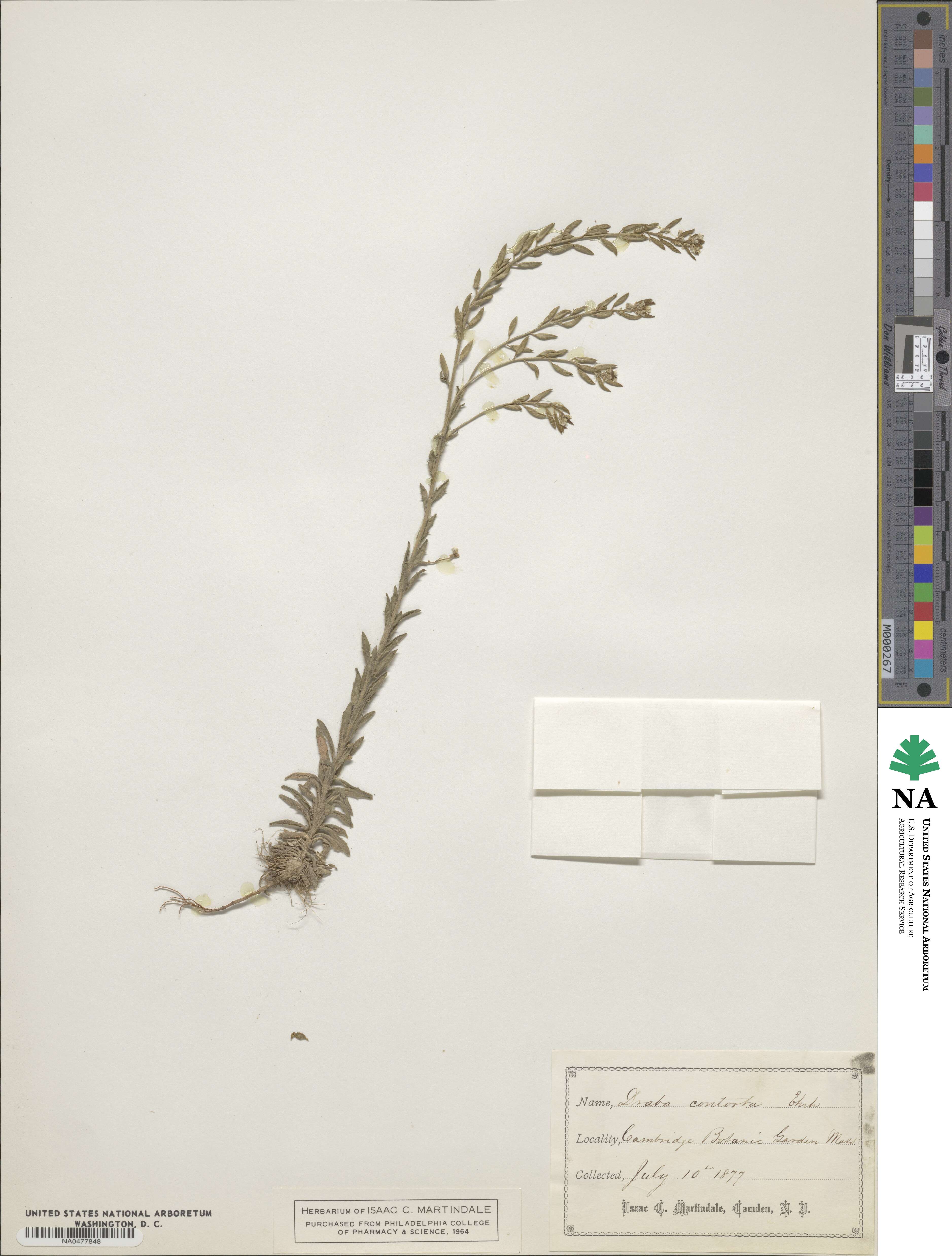 Draba incana image