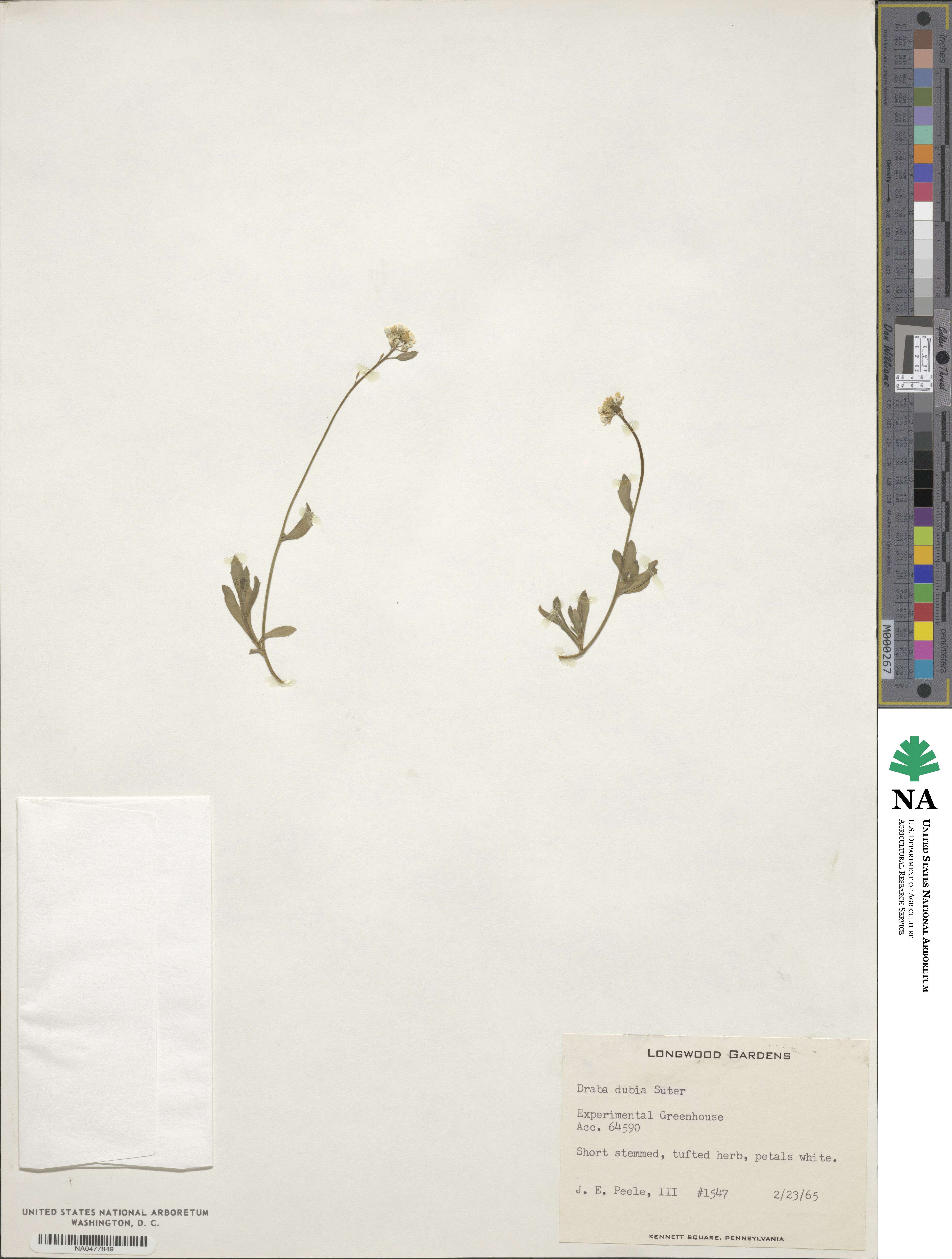 Draba dubia image