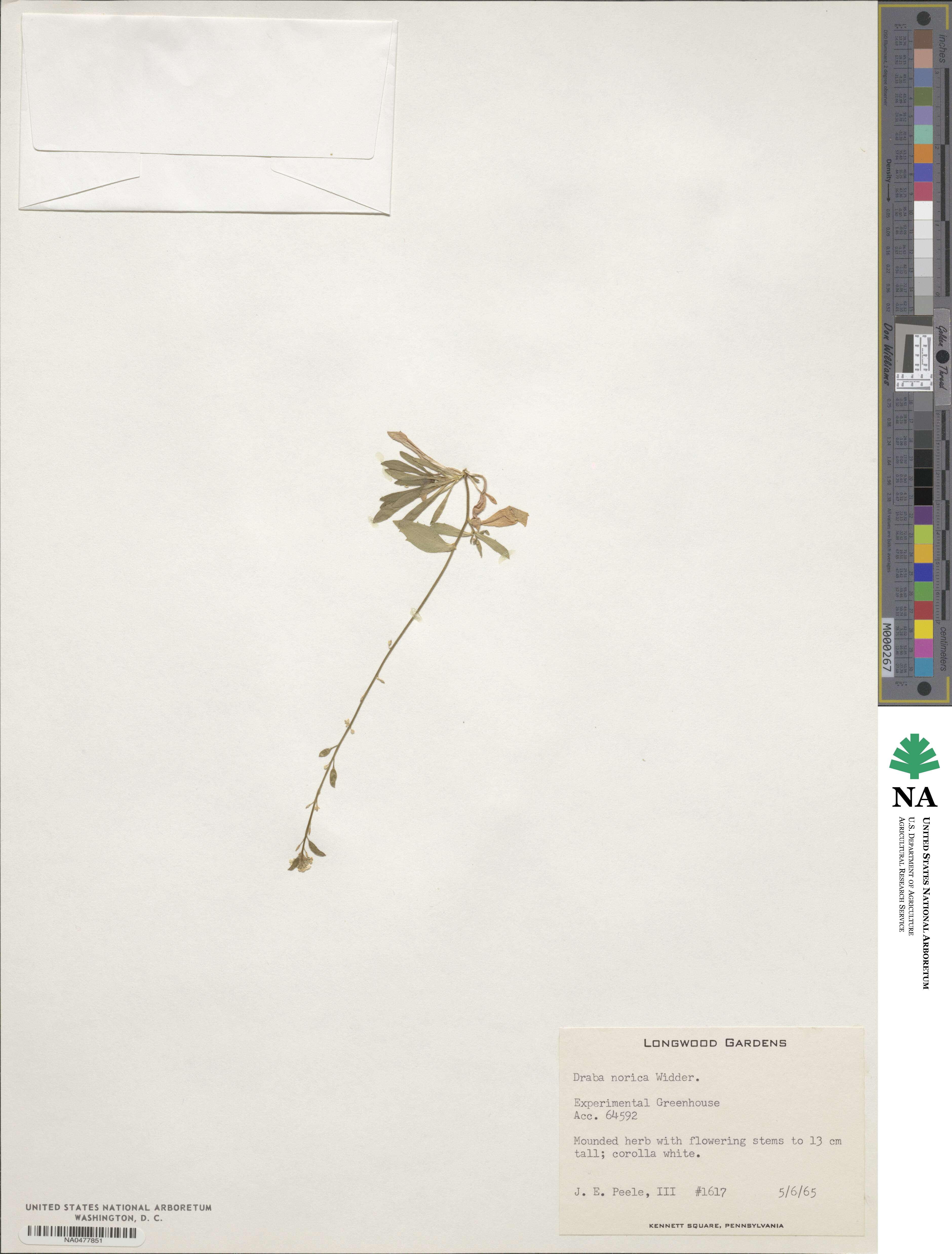 Draba pacheri image