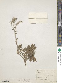 Draba ramosissima image