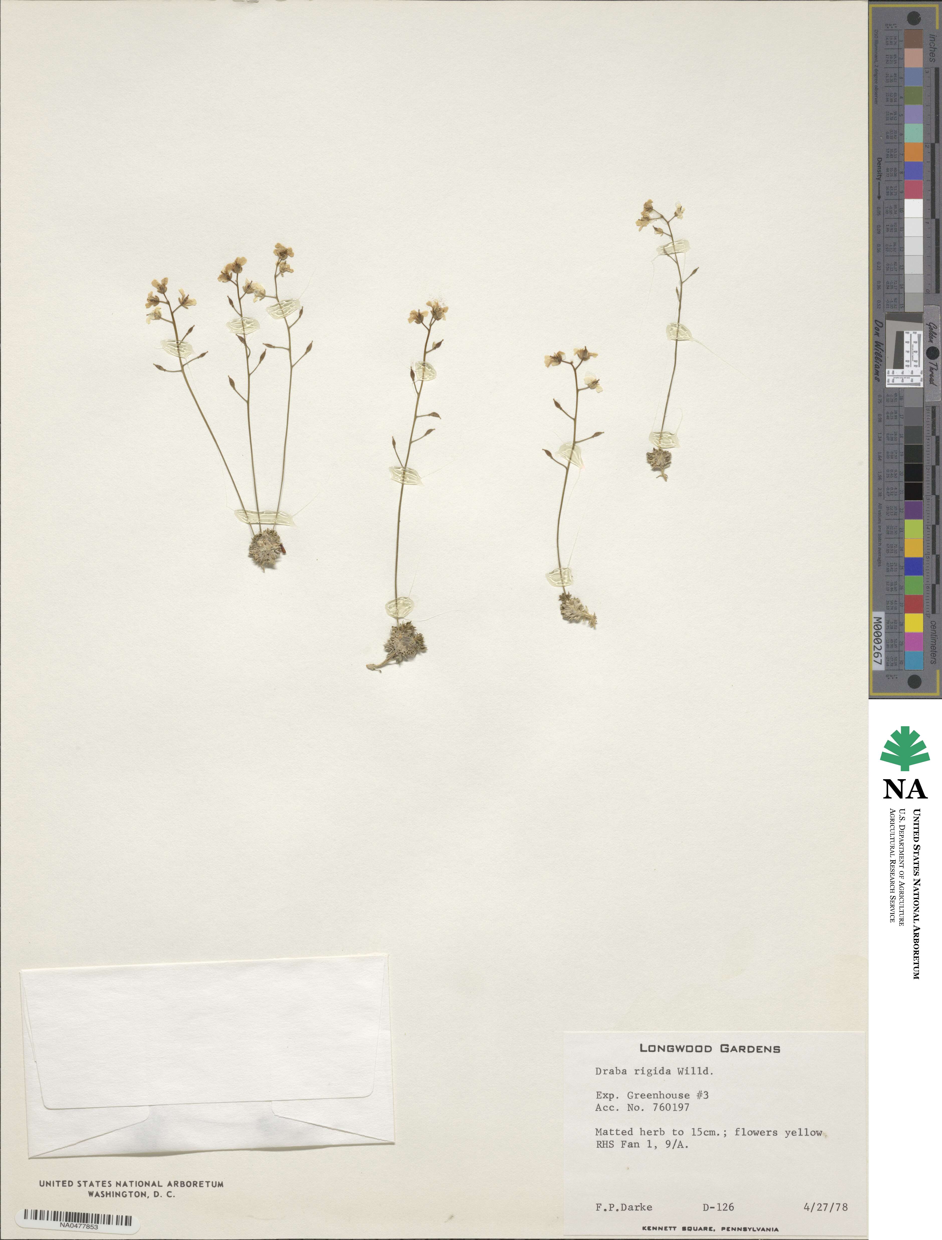 Draba rigida image