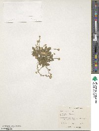 Draba thomasii image