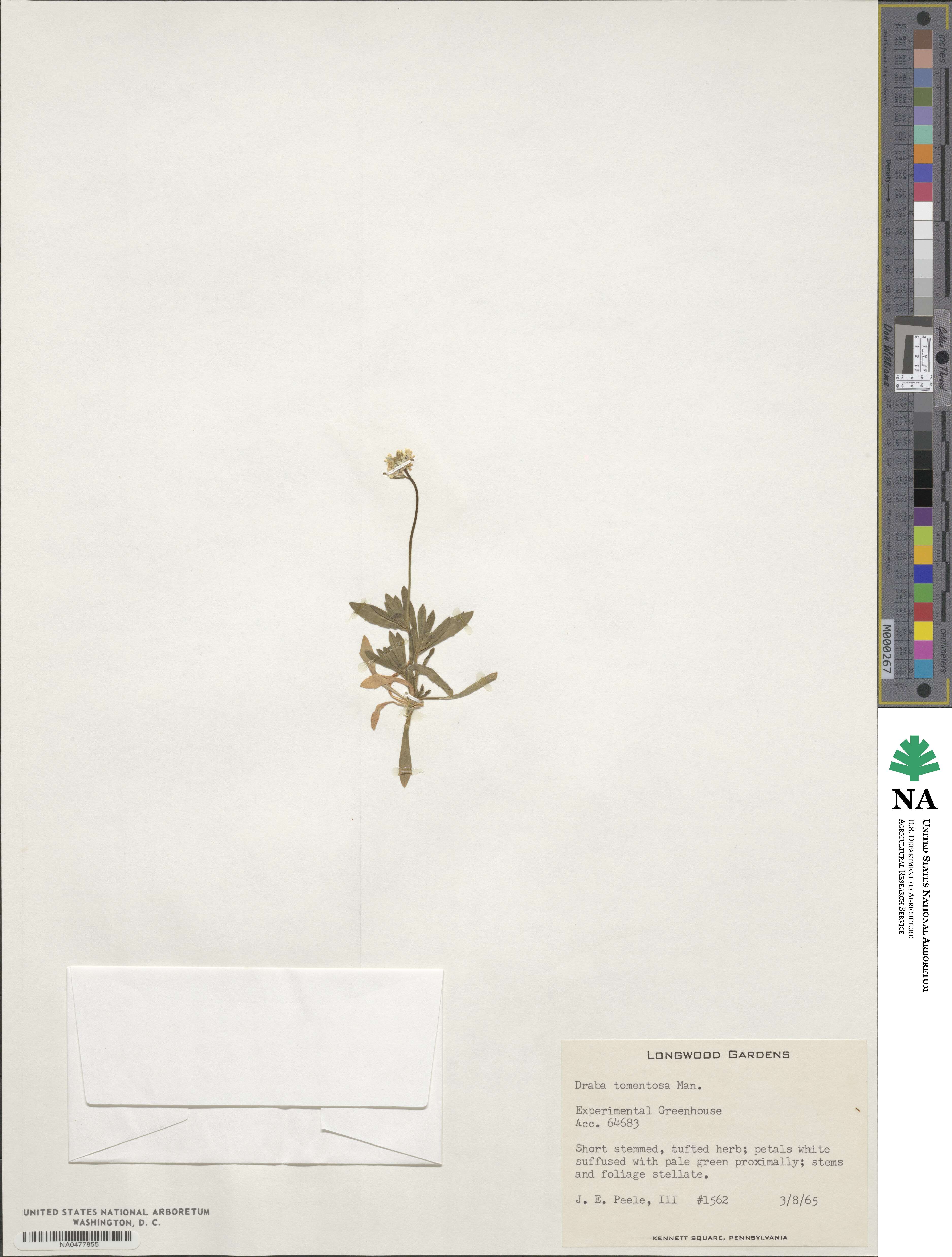 Draba tomentosa image