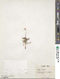 Draba tomentosa image