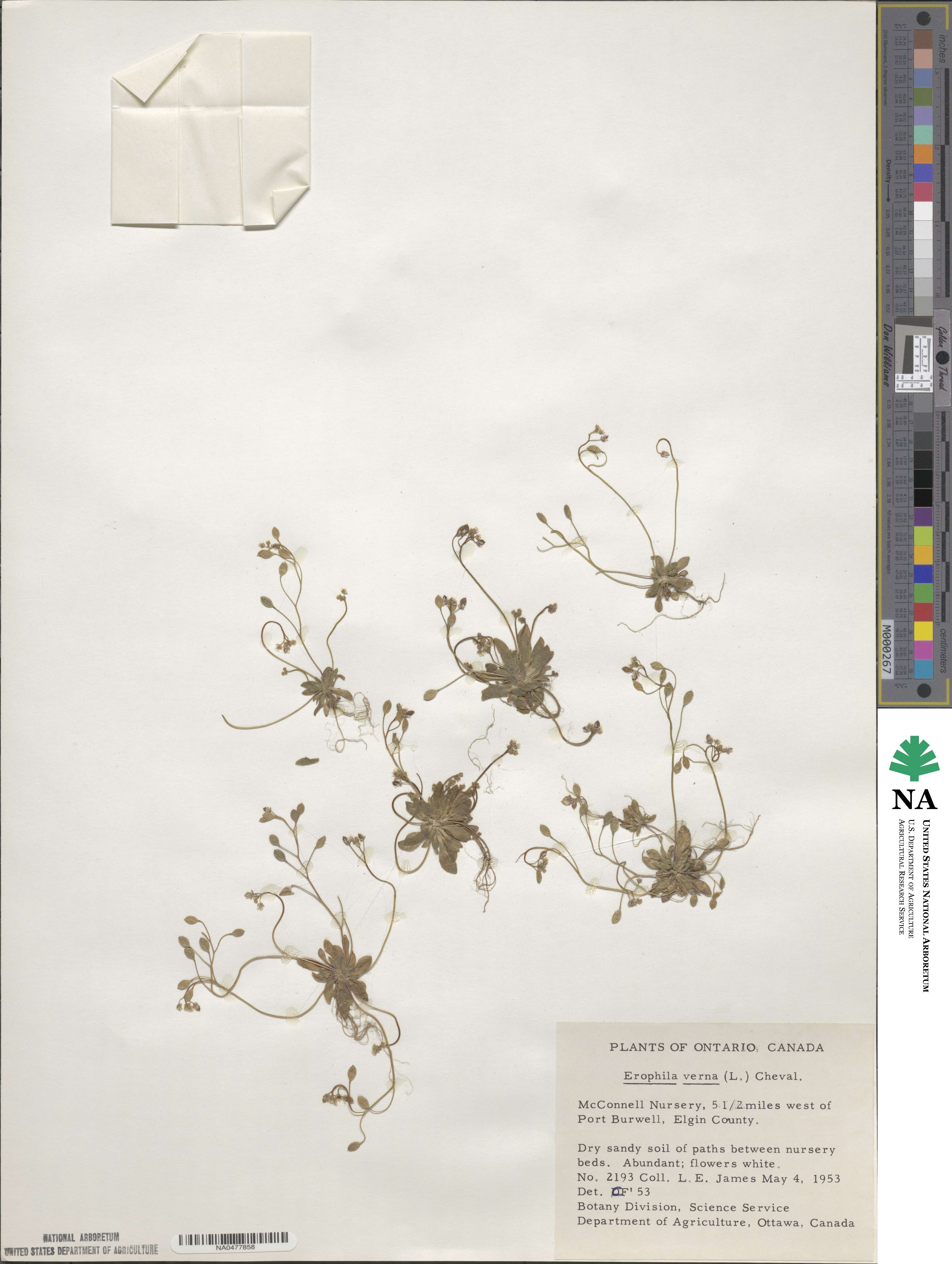Draba verna image