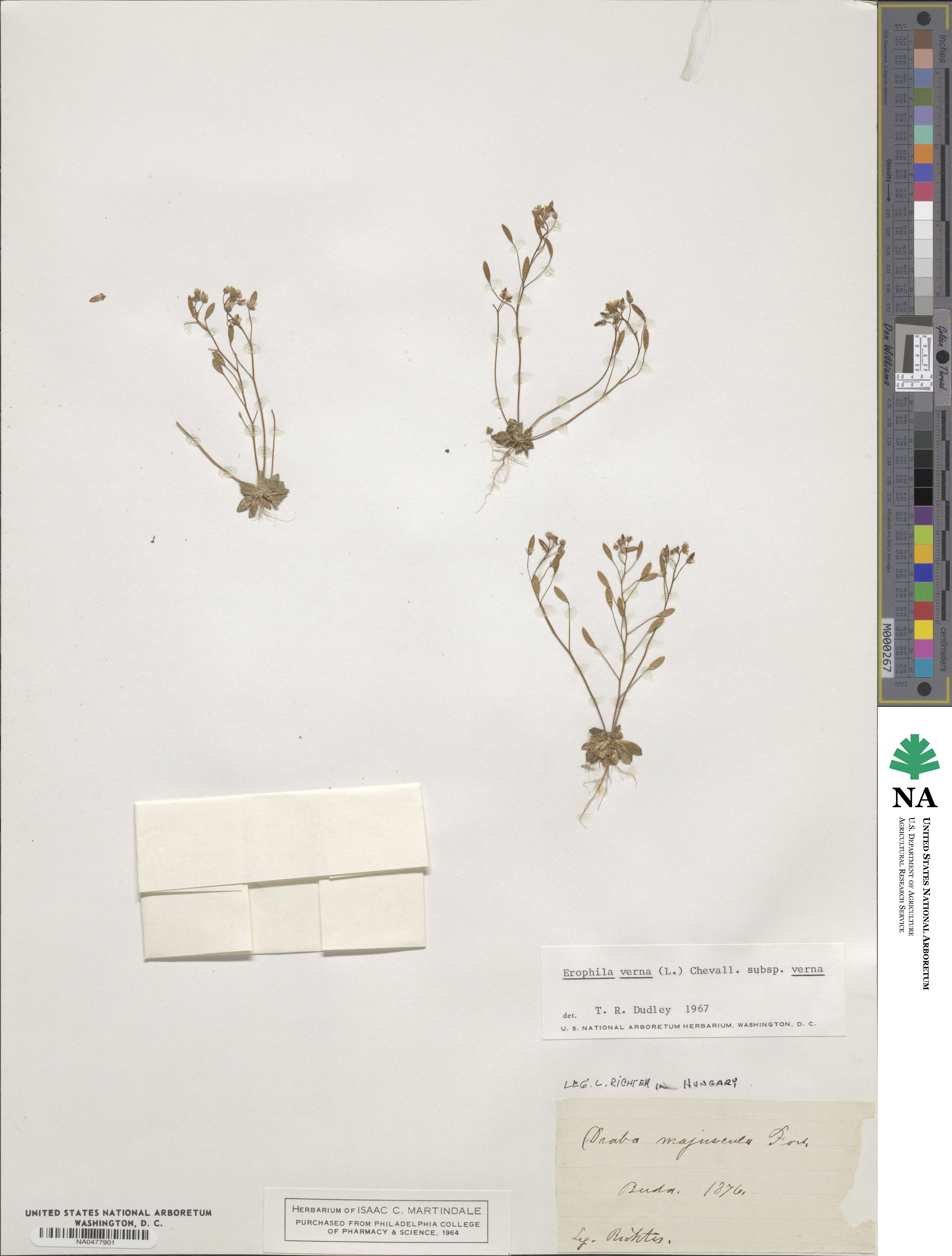 Draba verna image