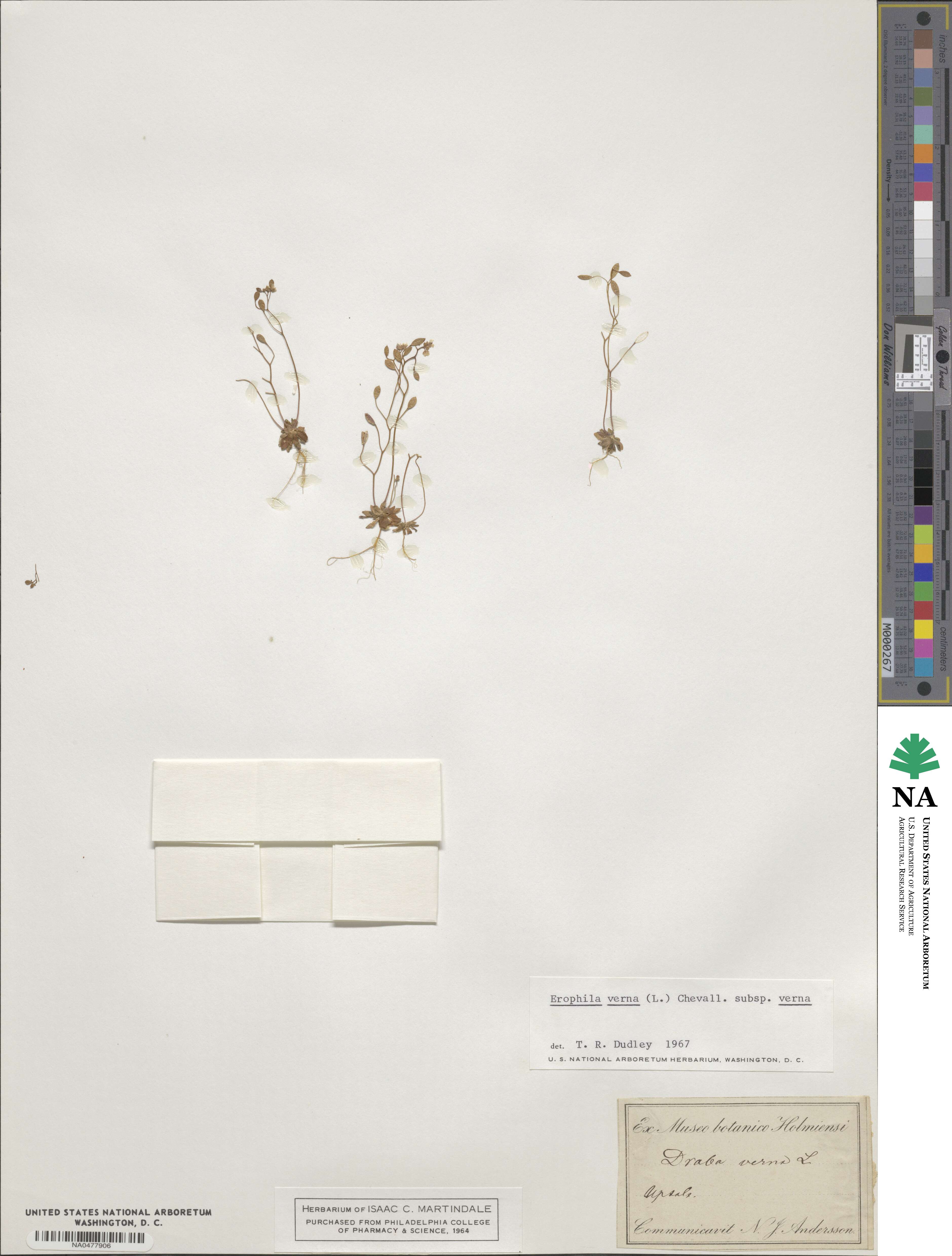 Draba verna image