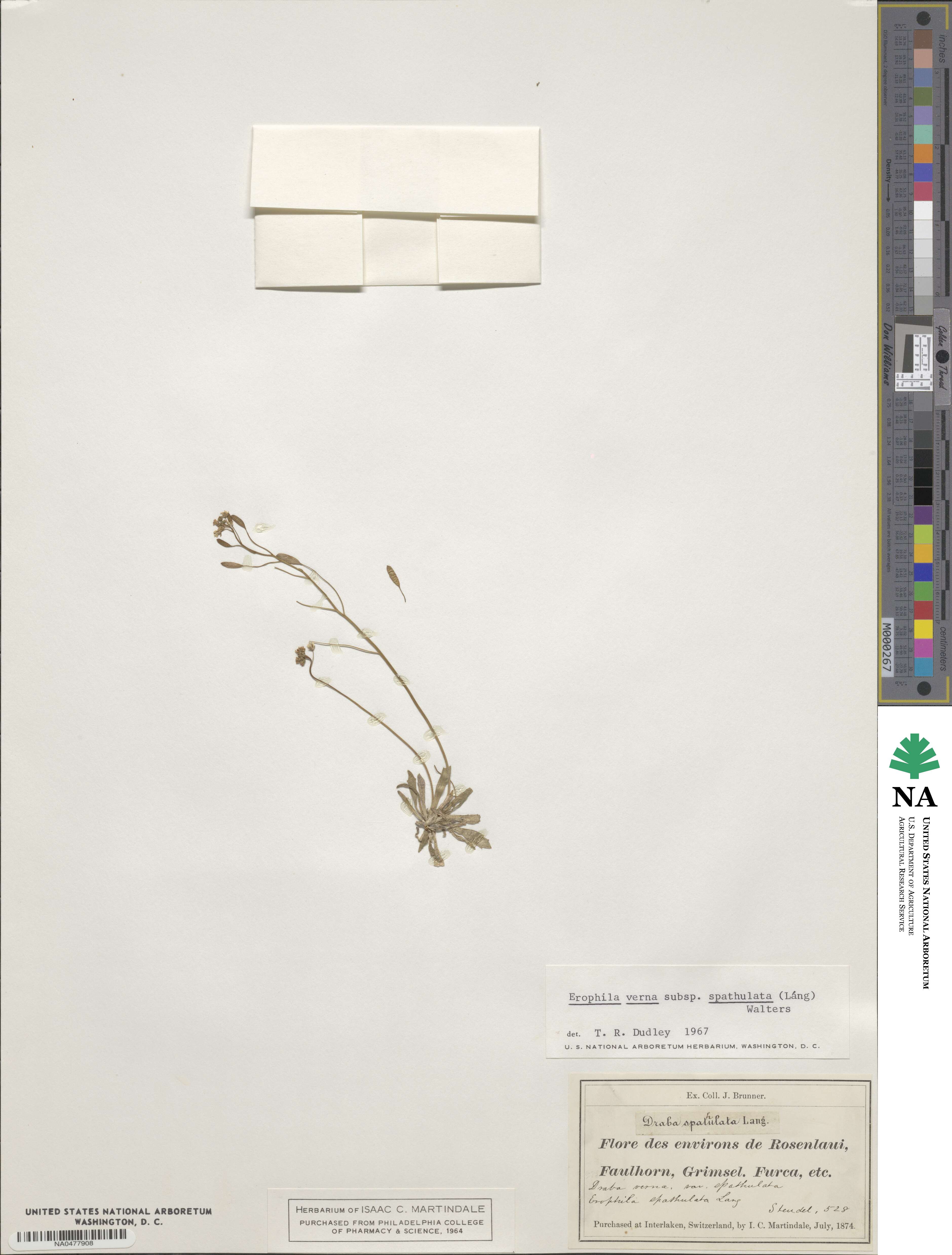 Draba verna image