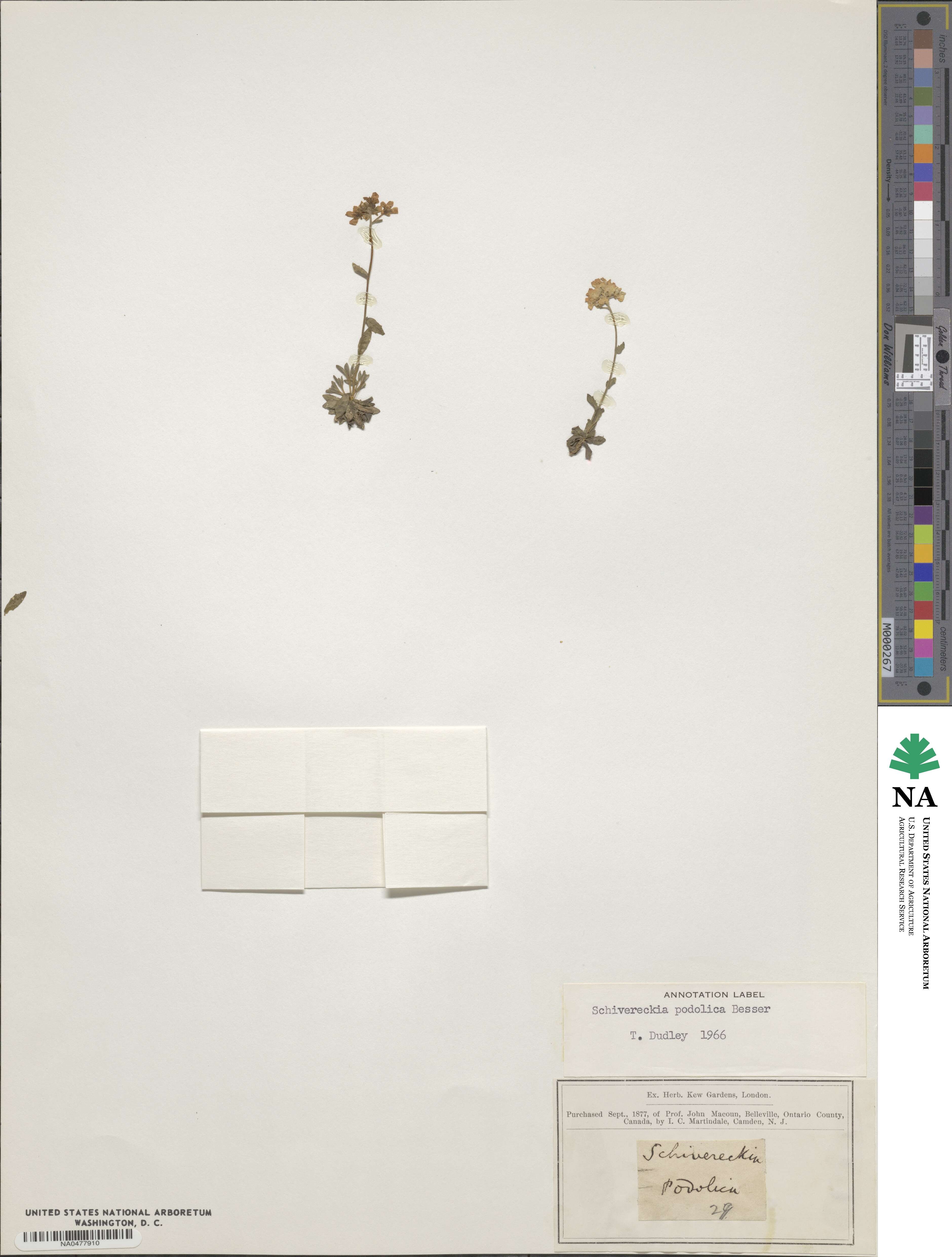 Draba hyperborea image