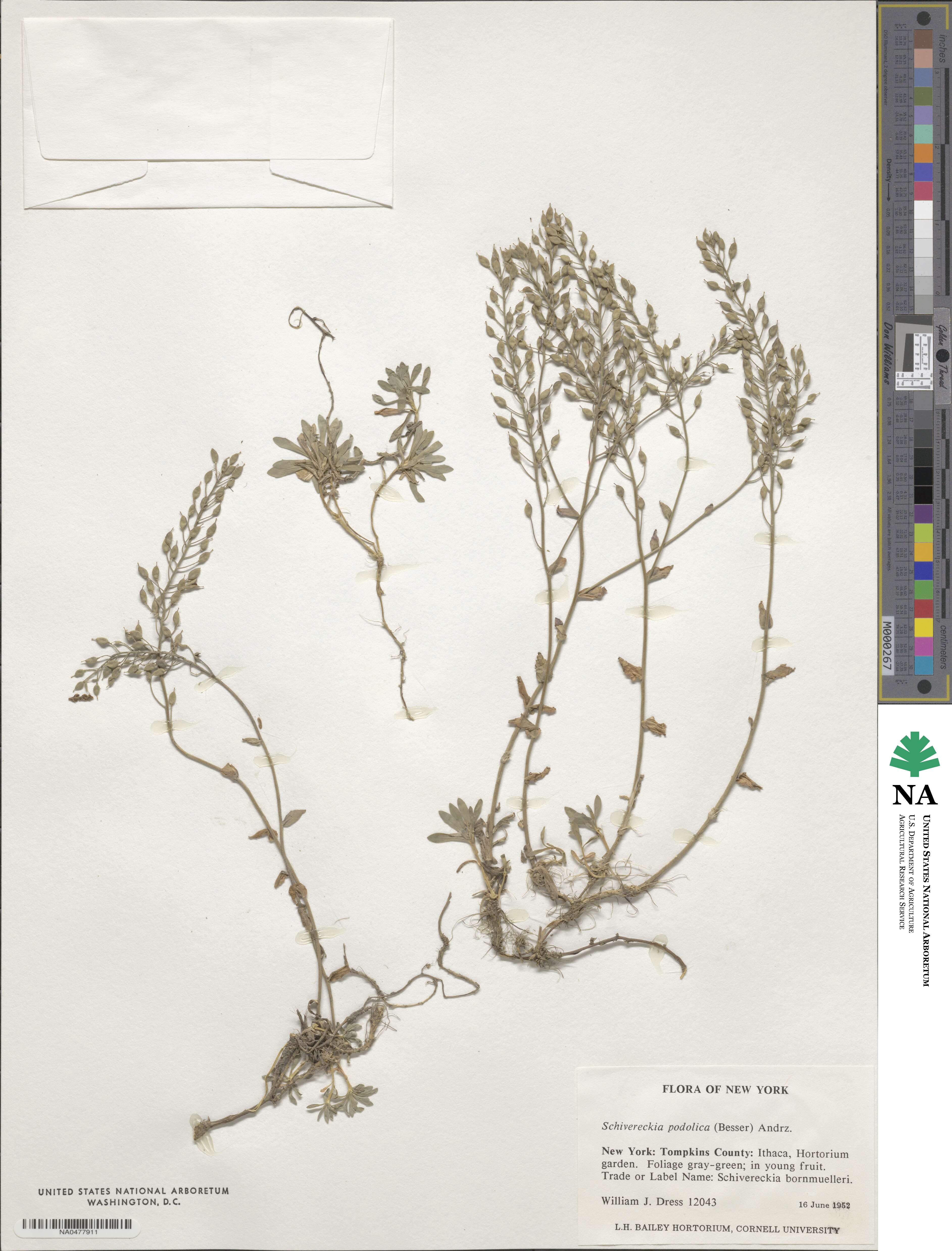 Draba hyperborea image
