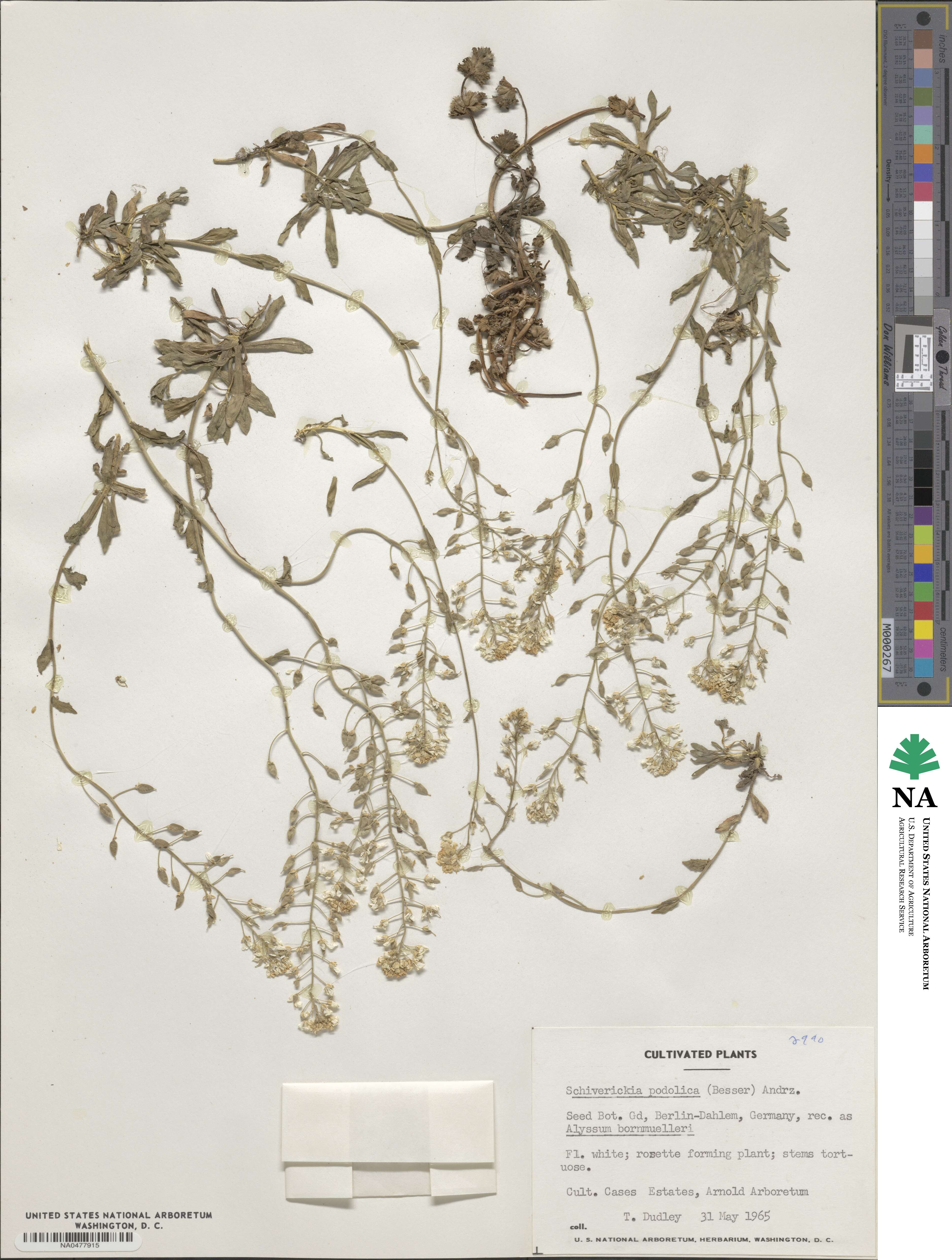 Draba hyperborea image