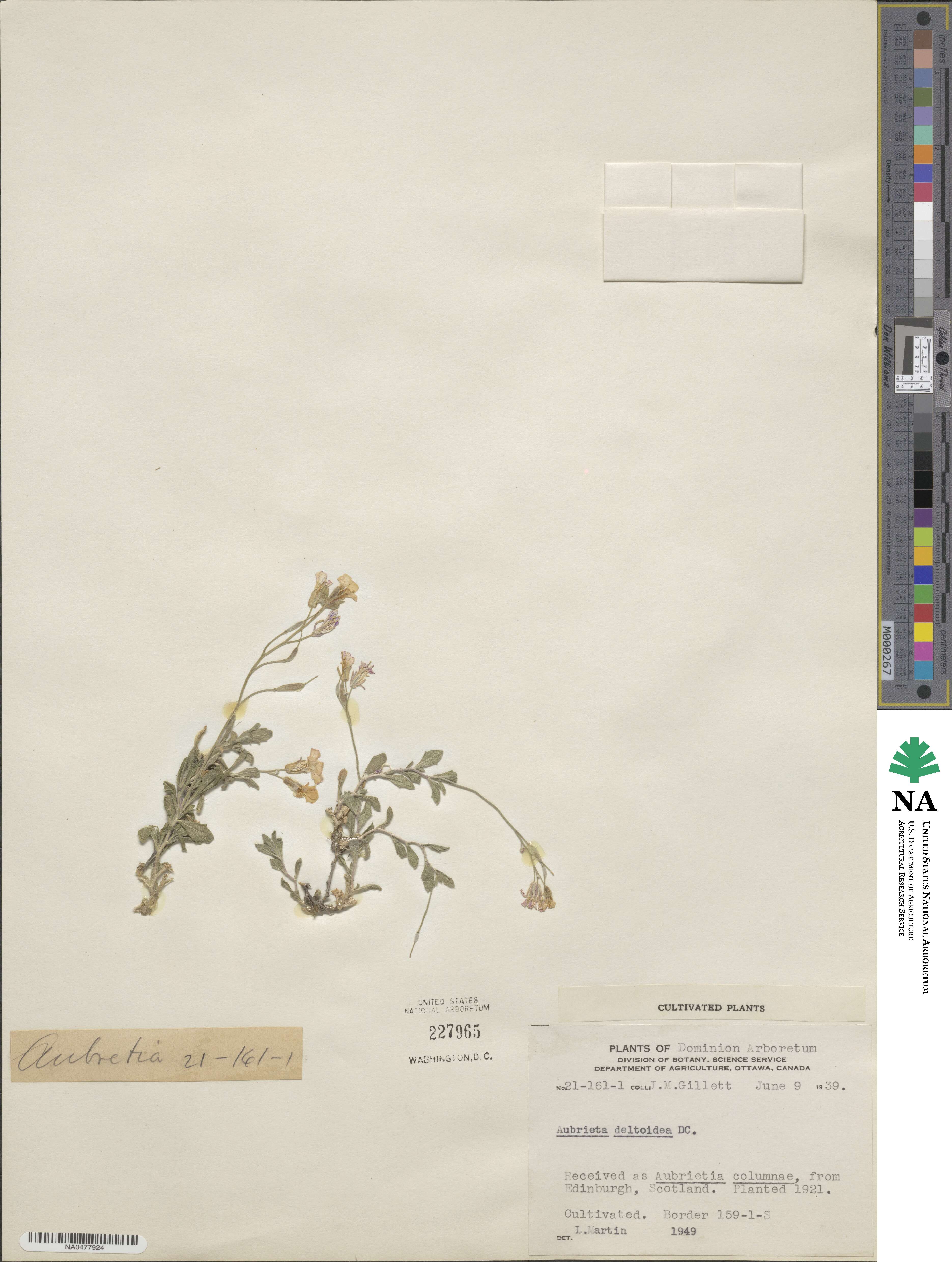 Aubrieta deltoidea image