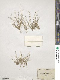 Athysanus pusillus image