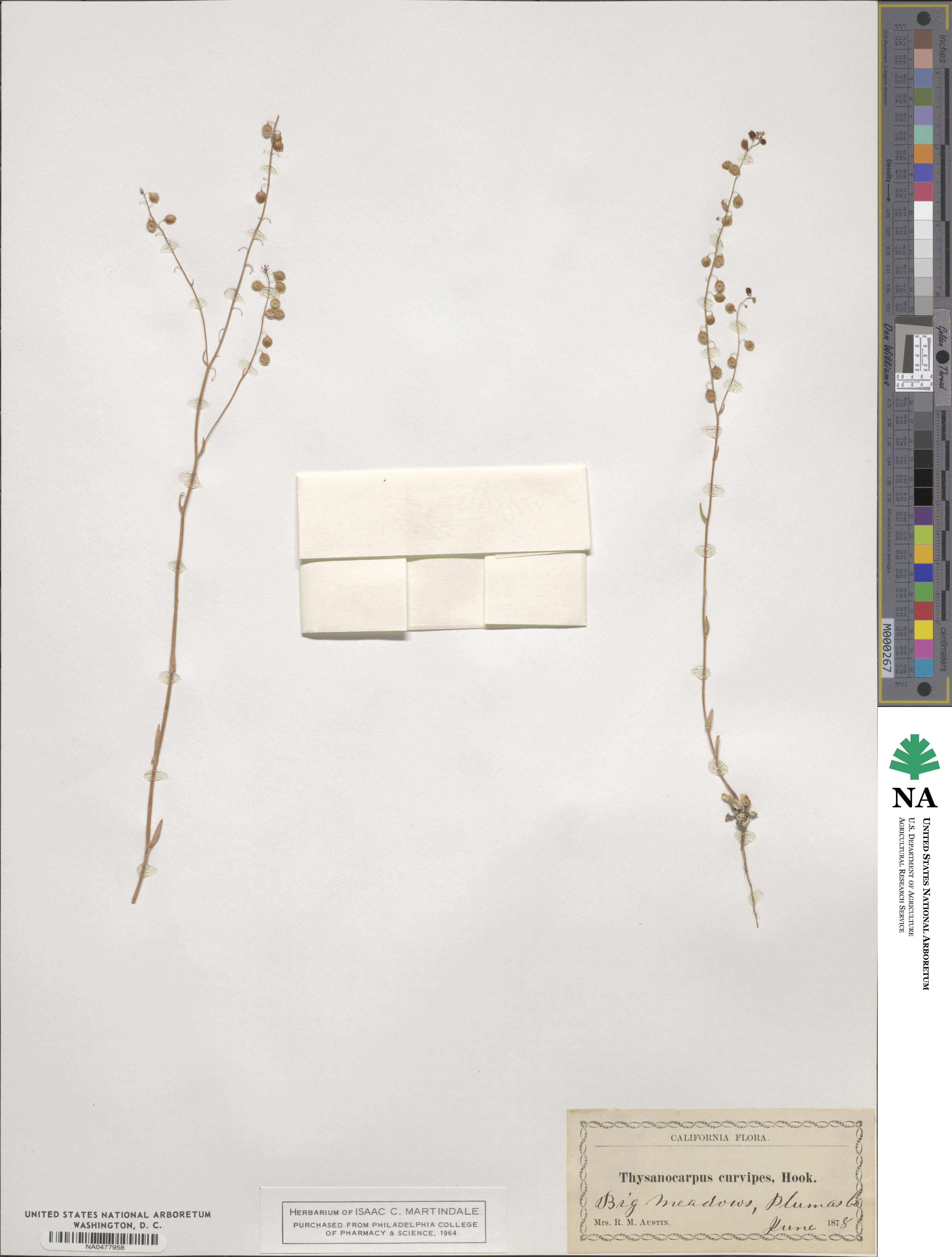 Thysanocarpus image