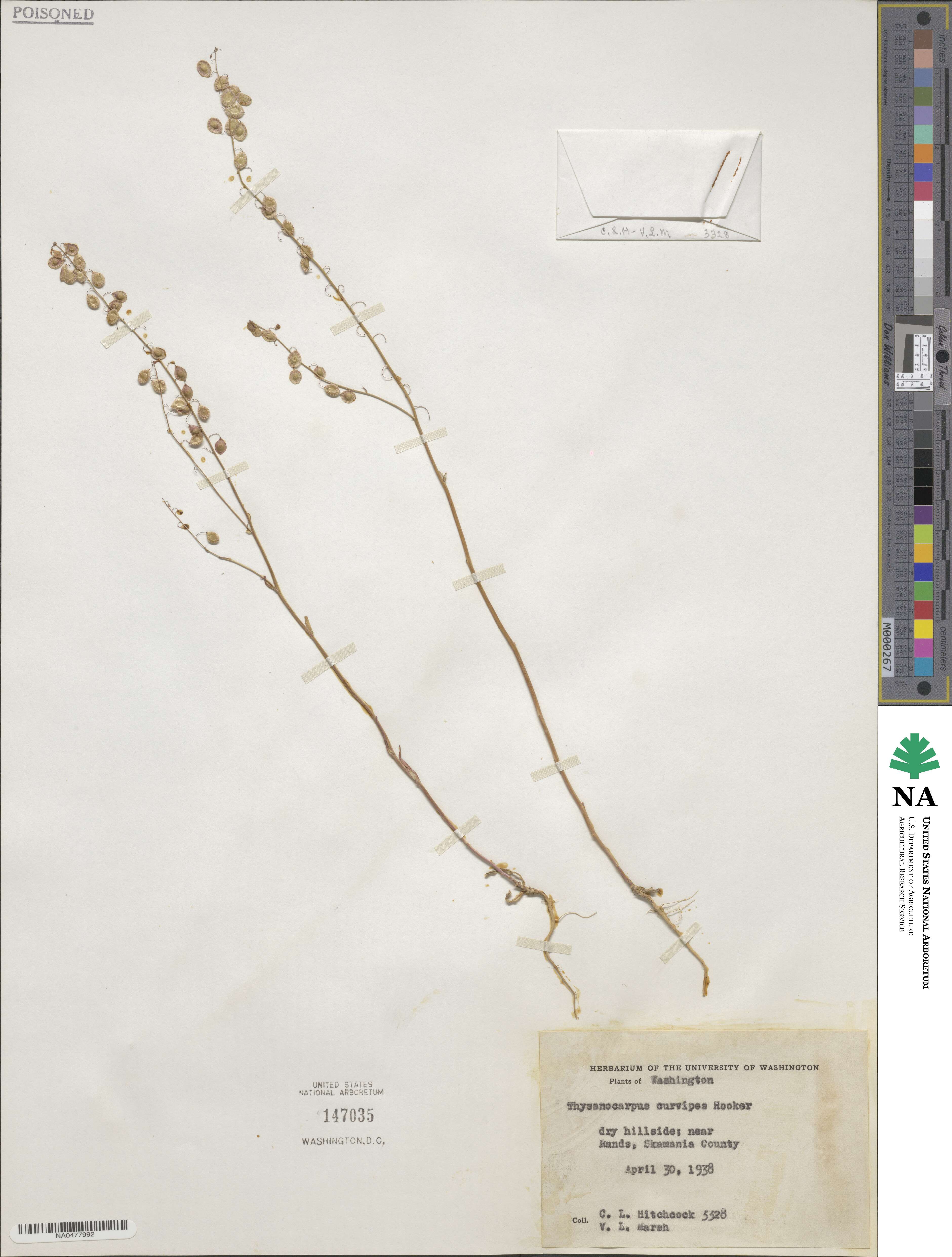 Thysanocarpus curvipes image