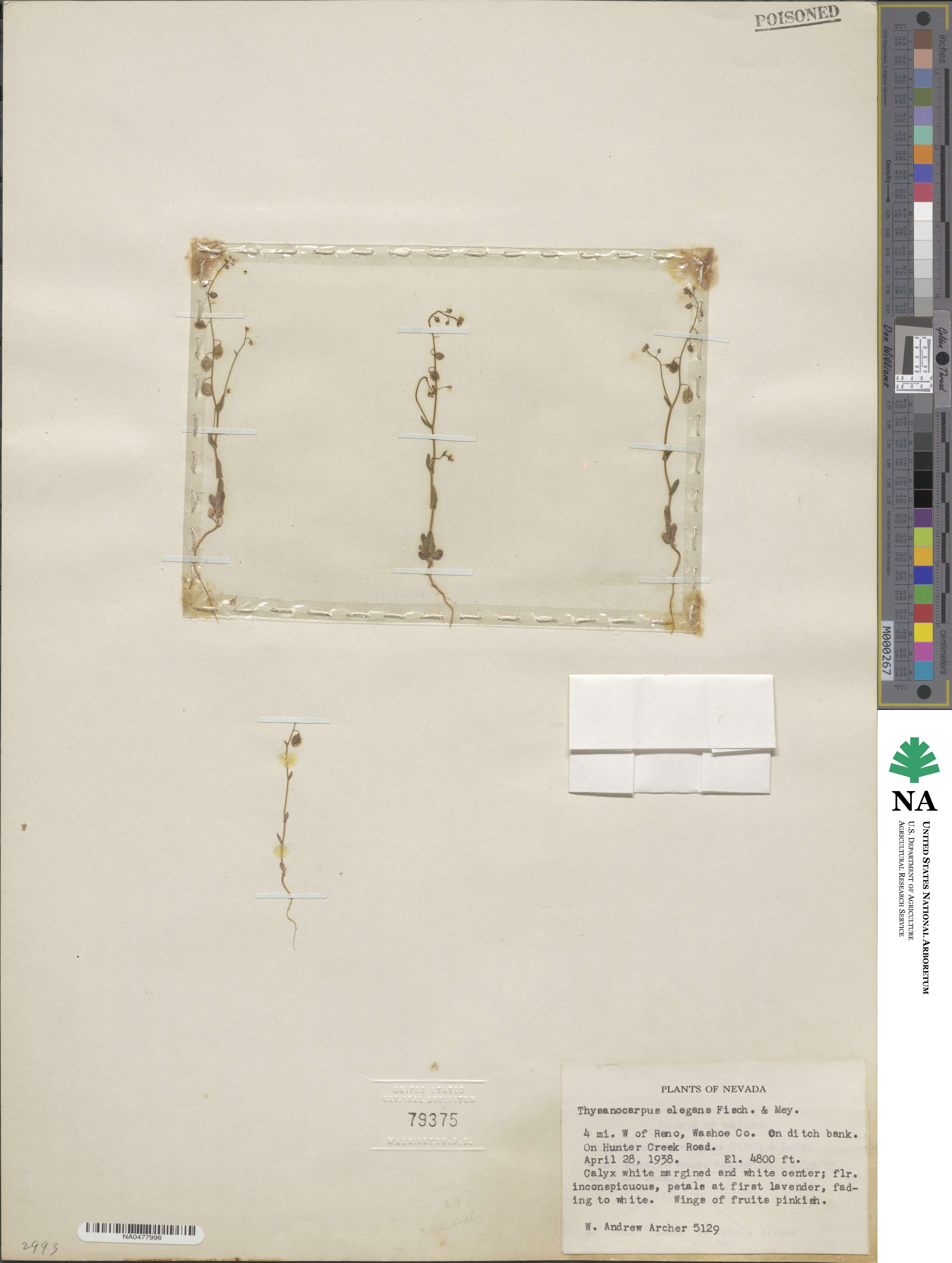 Thysanocarpus image