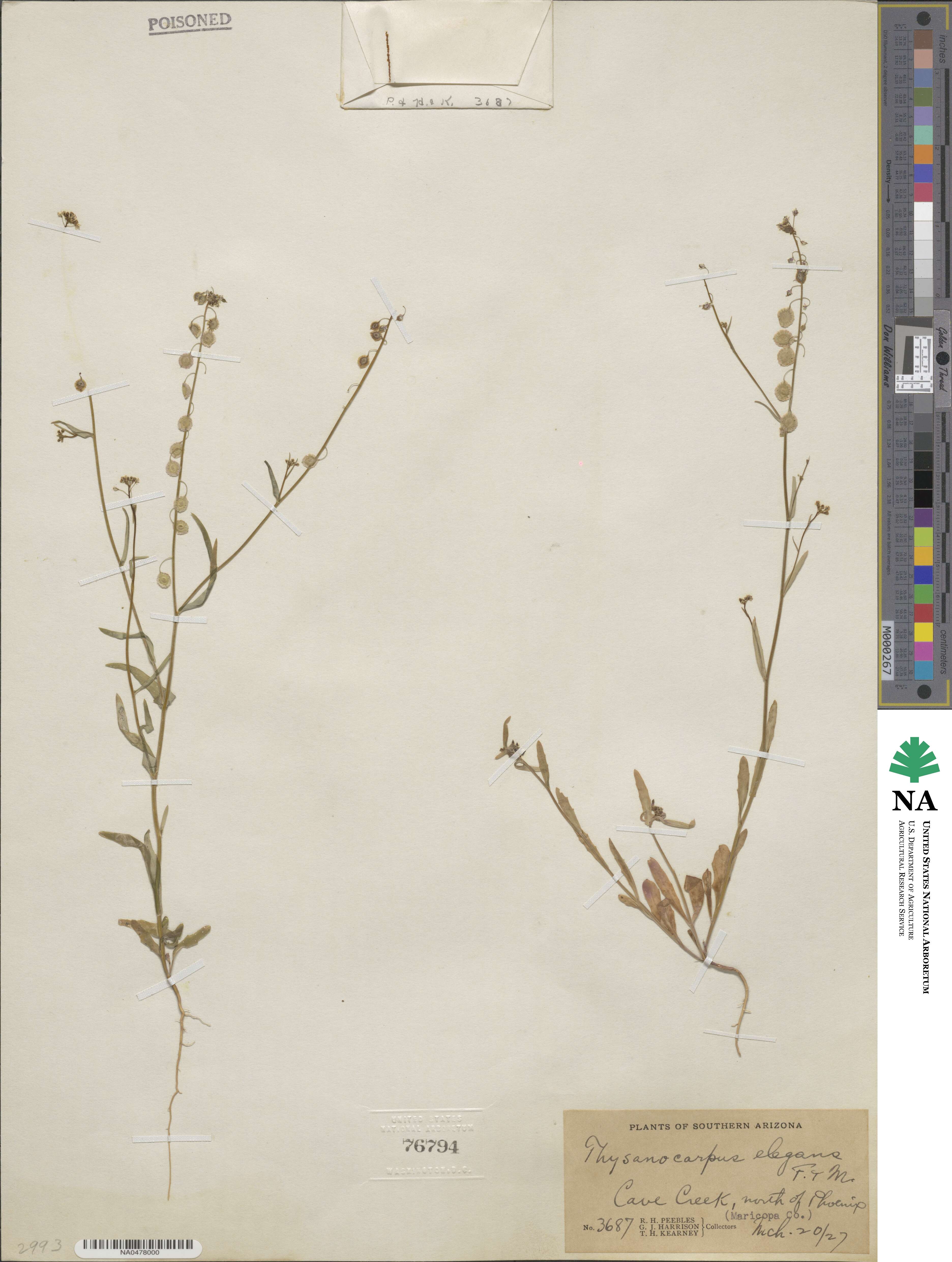 Thysanocarpus elegans image