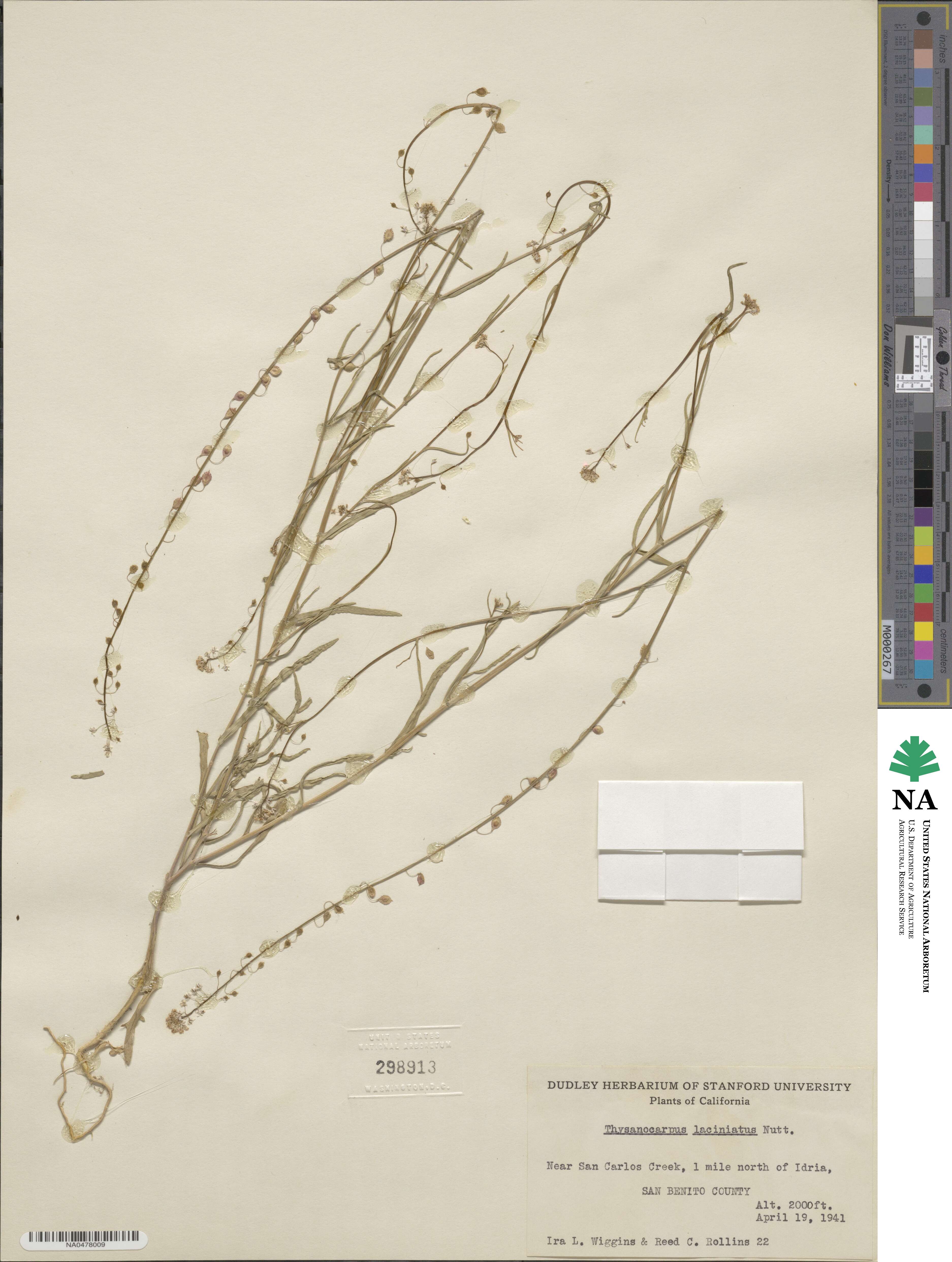 Thysanocarpus laciniatus image