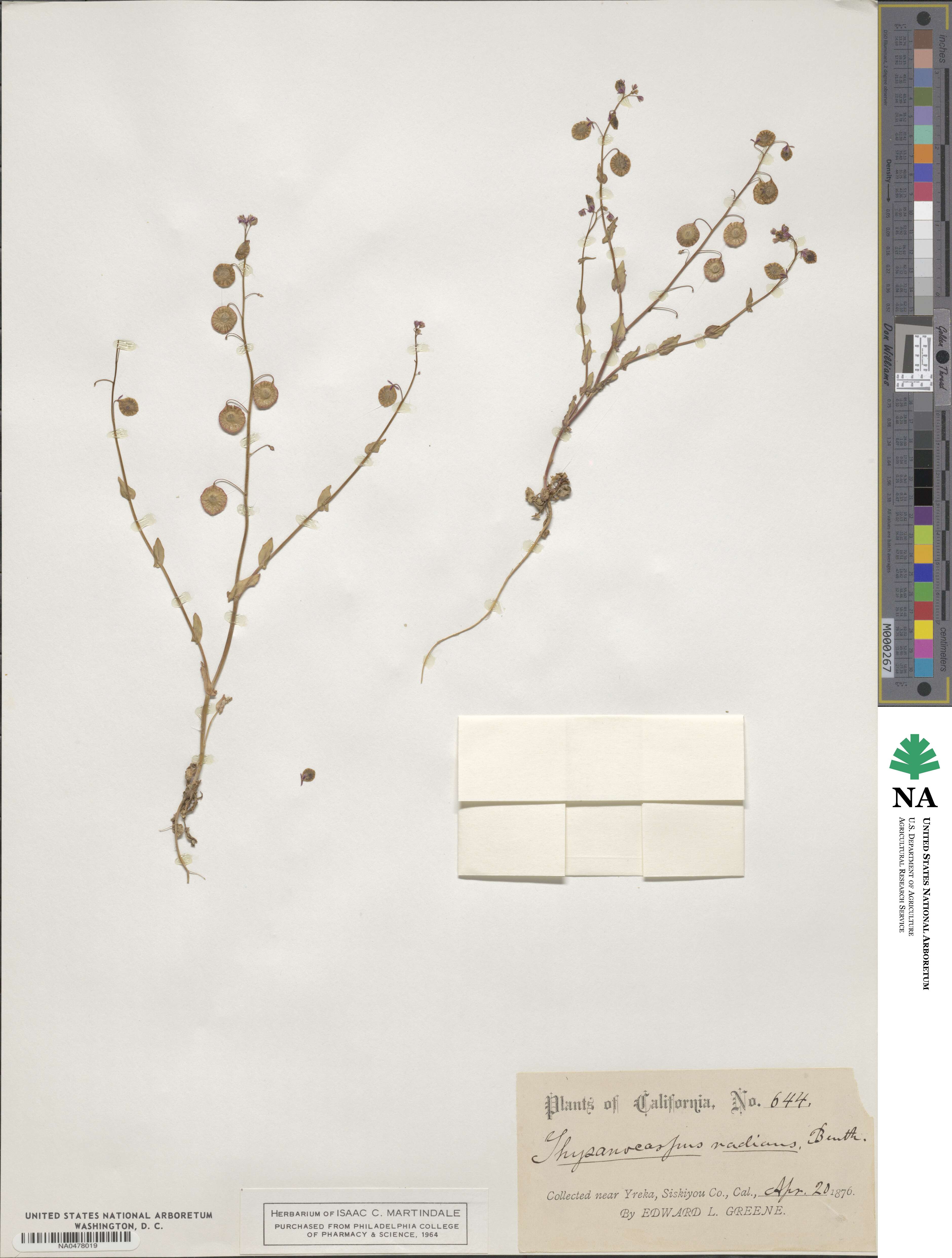 Thysanocarpus radians image
