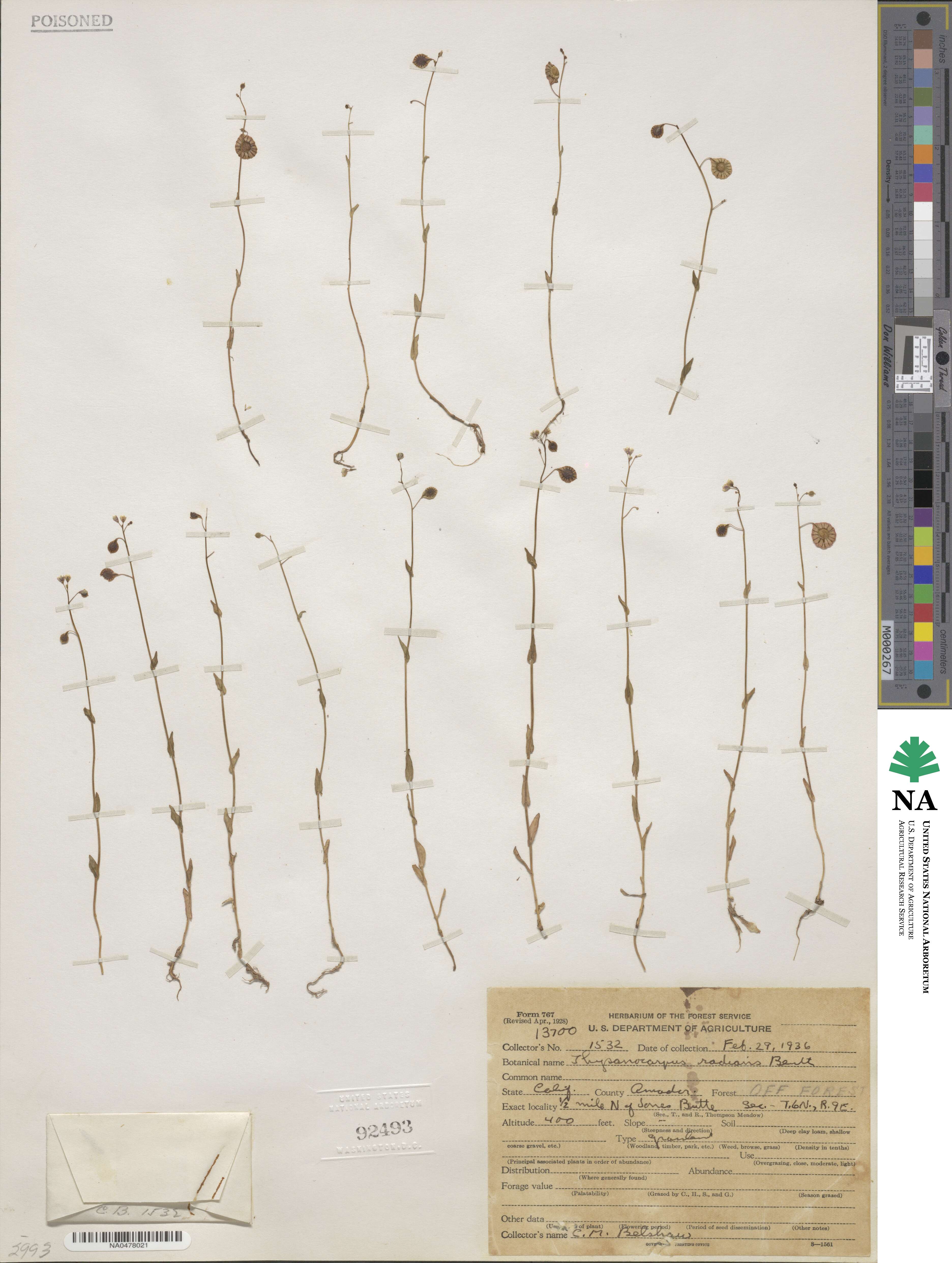 Thysanocarpus radians image